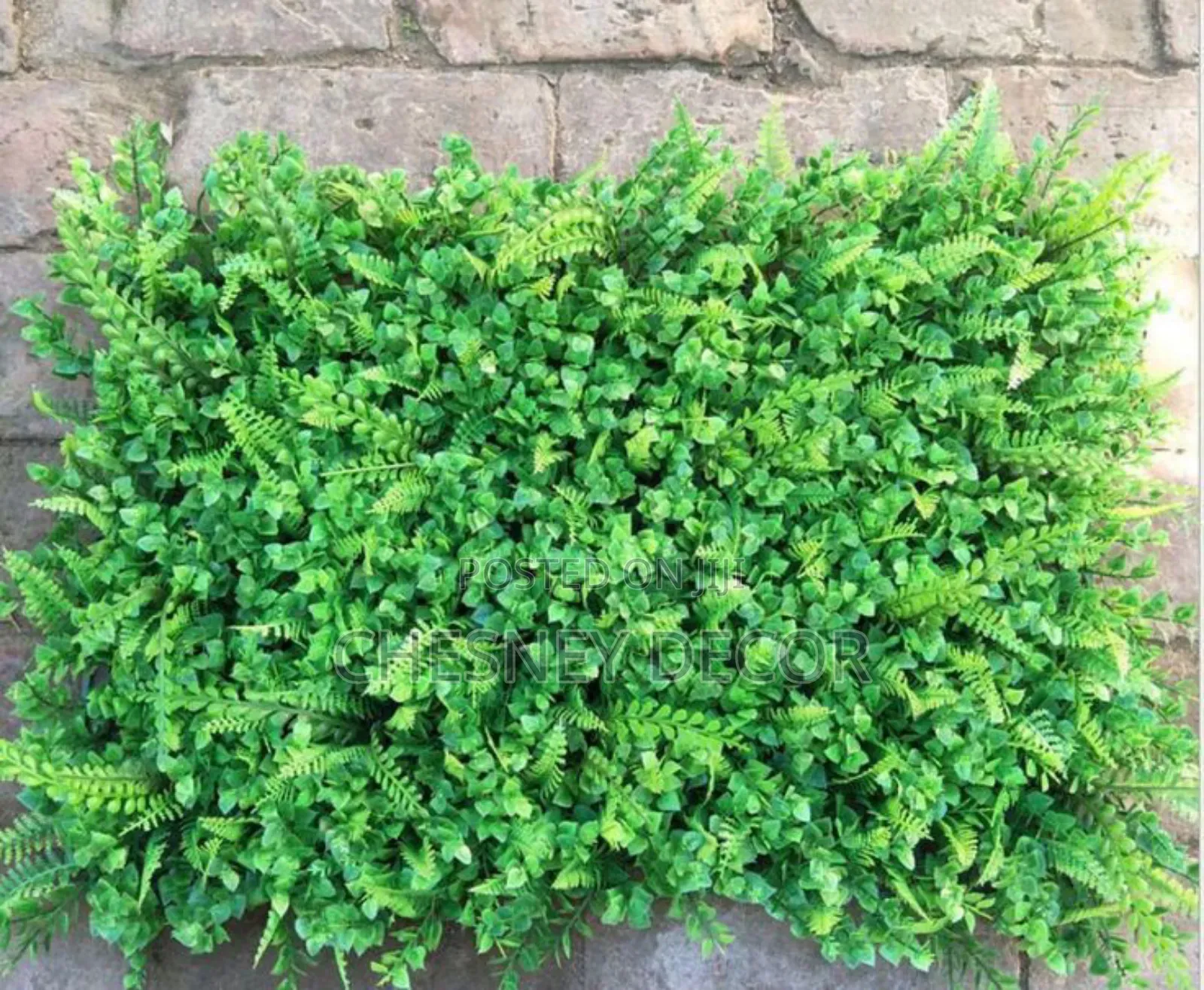 Indoor Boxwood1