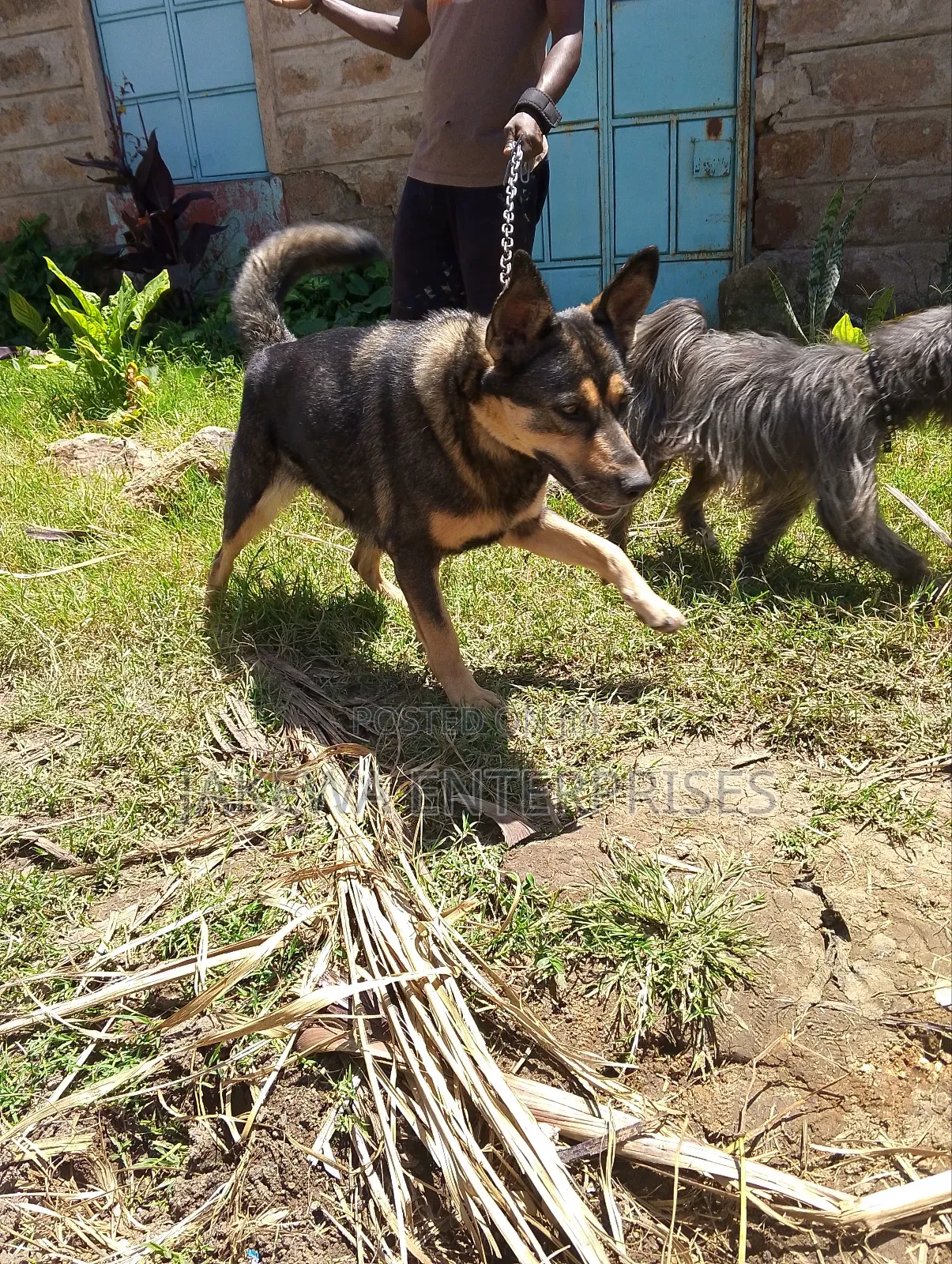 1-3 months Female Purebred German Shepherd