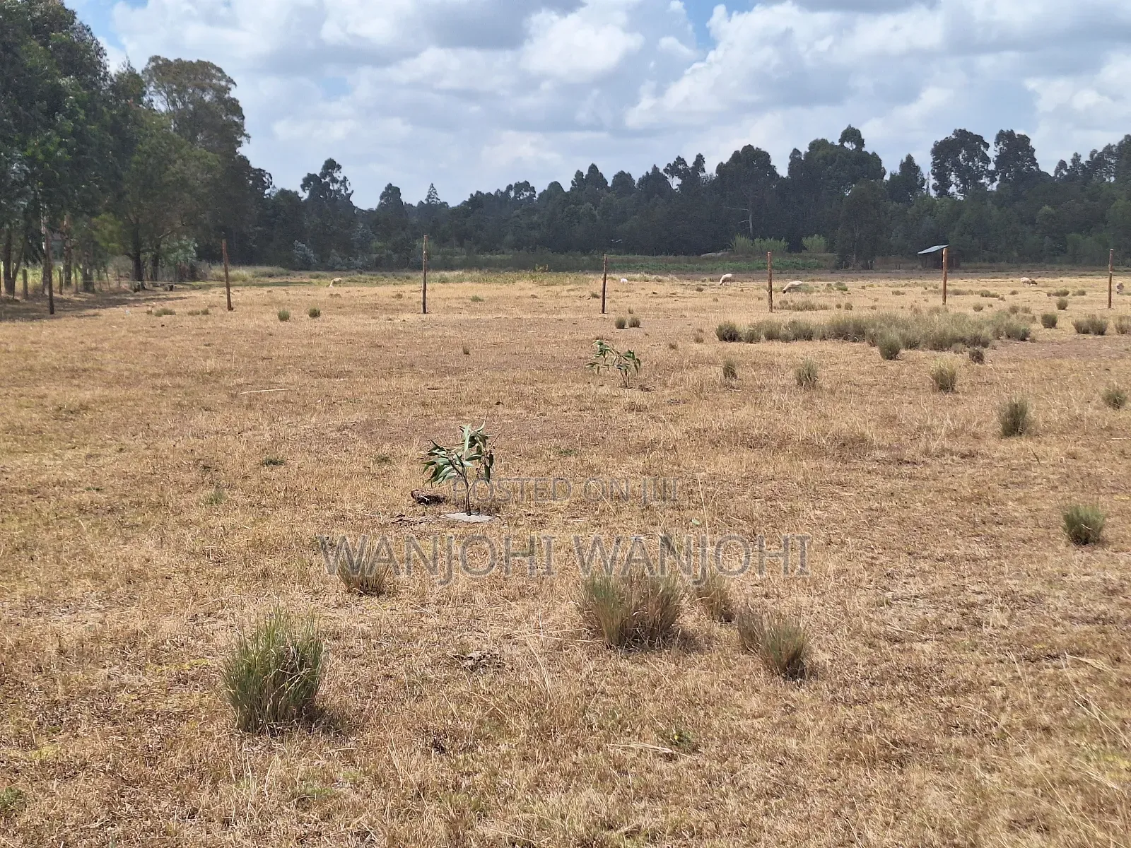 Very Prime Plots in Leshau Nyandarua County