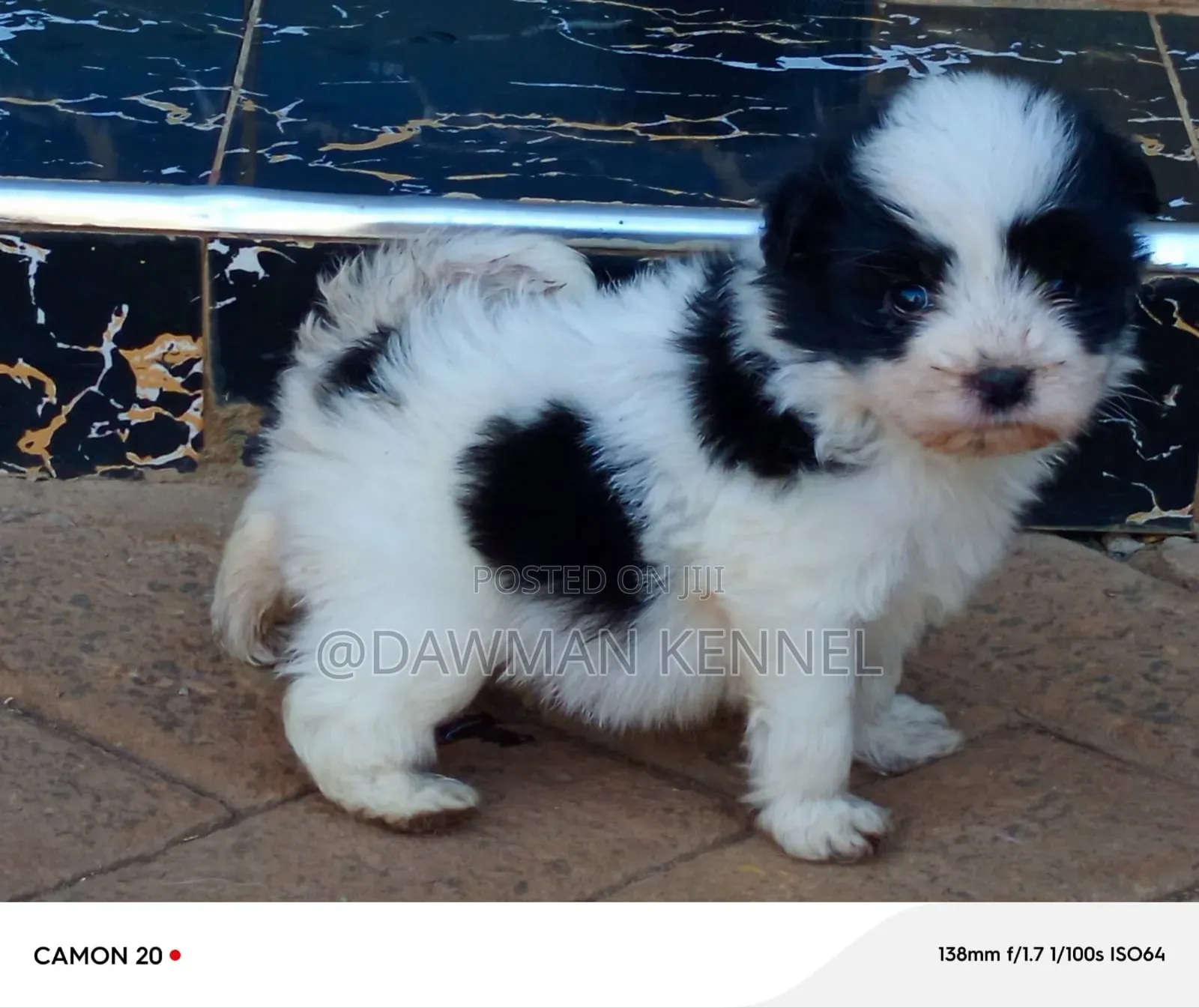 1-3 months Male Purebred Havanese