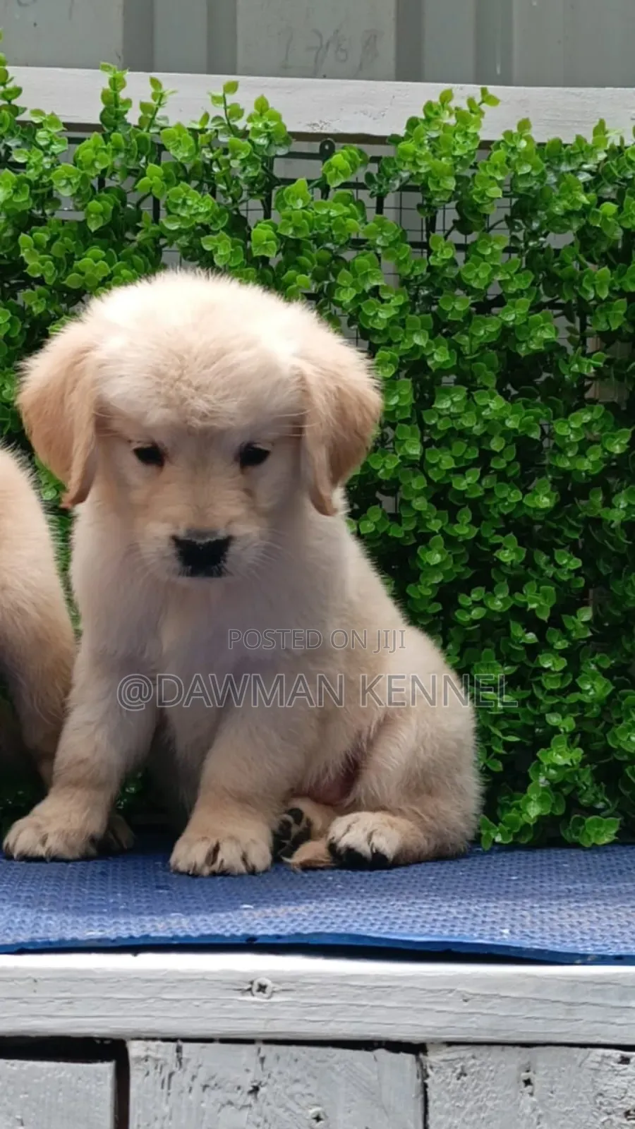 1-3 months Male Purebred Golden Retriever
