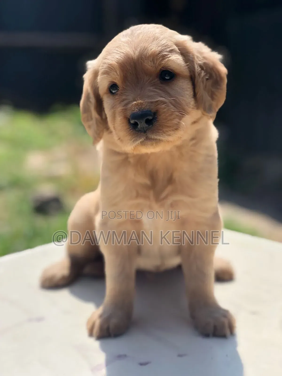 1-3 months Male Purebred Golden Retriever