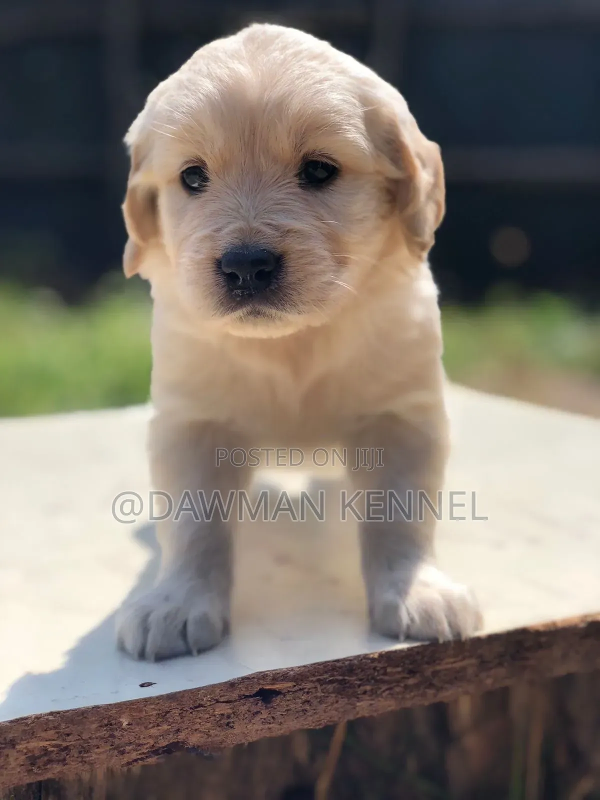1-3 months Male Purebred Golden Retriever