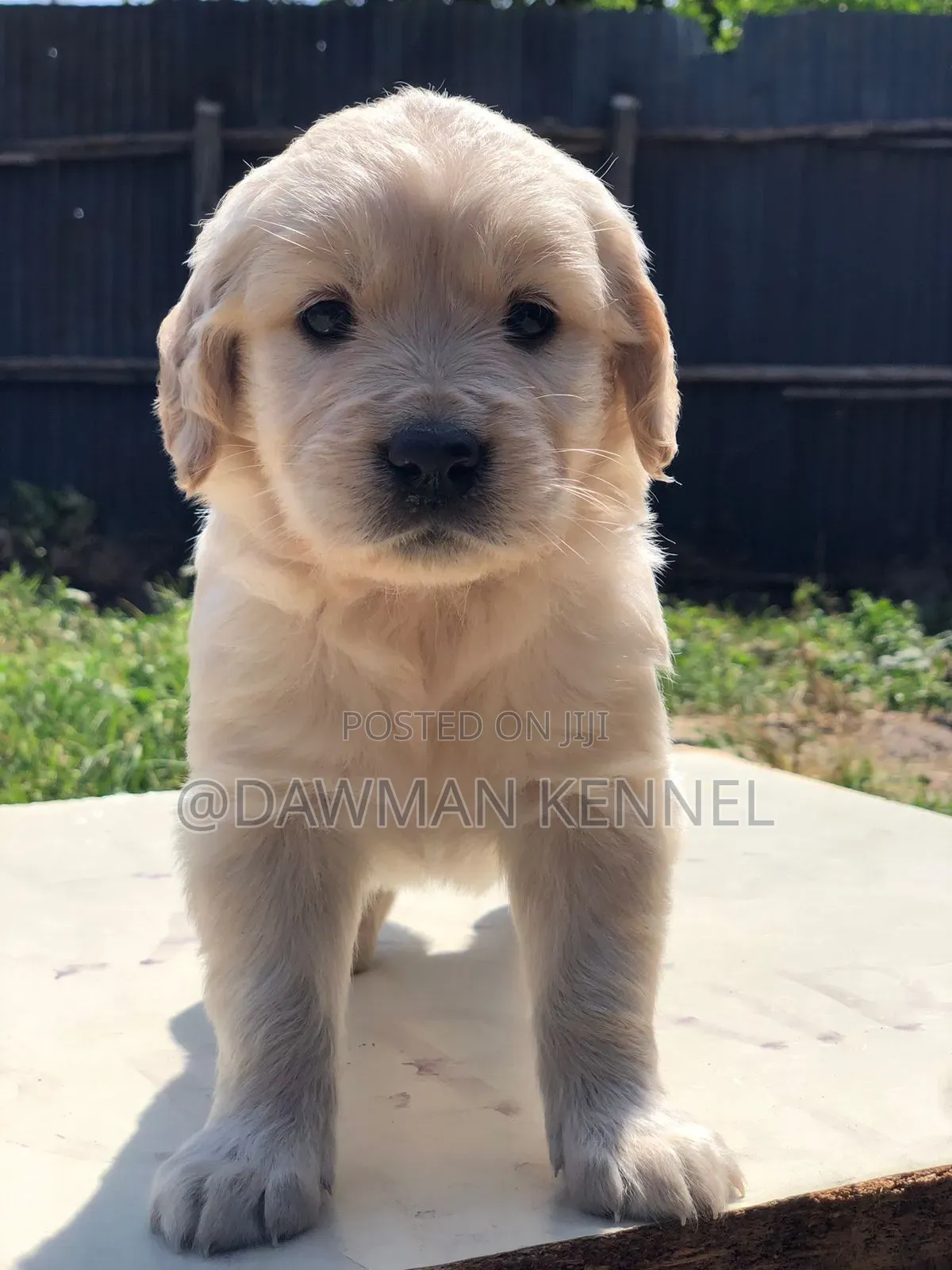 1-3 months Male Purebred Golden Retriever