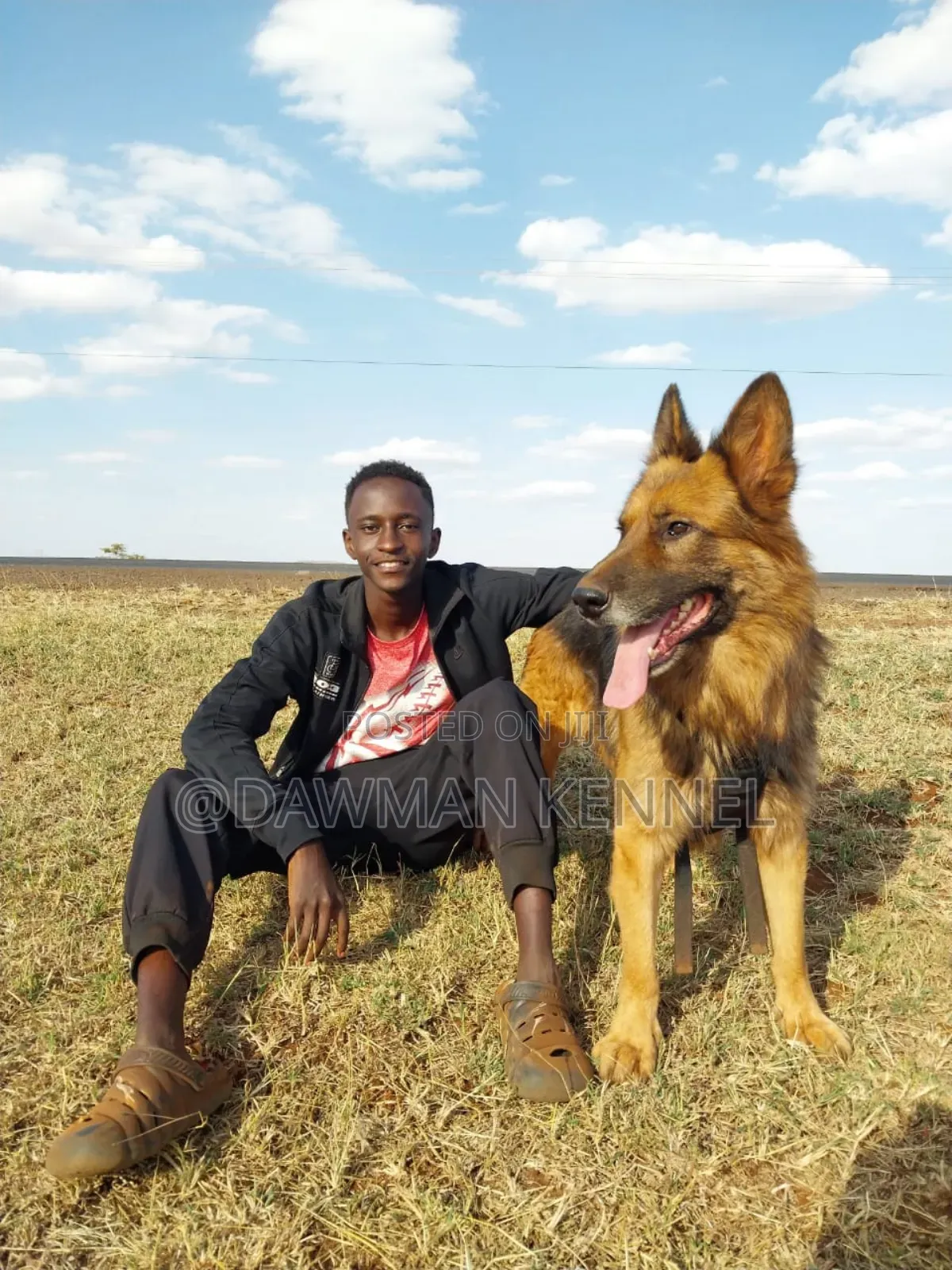 1+ year Male Purebred German Shepherd