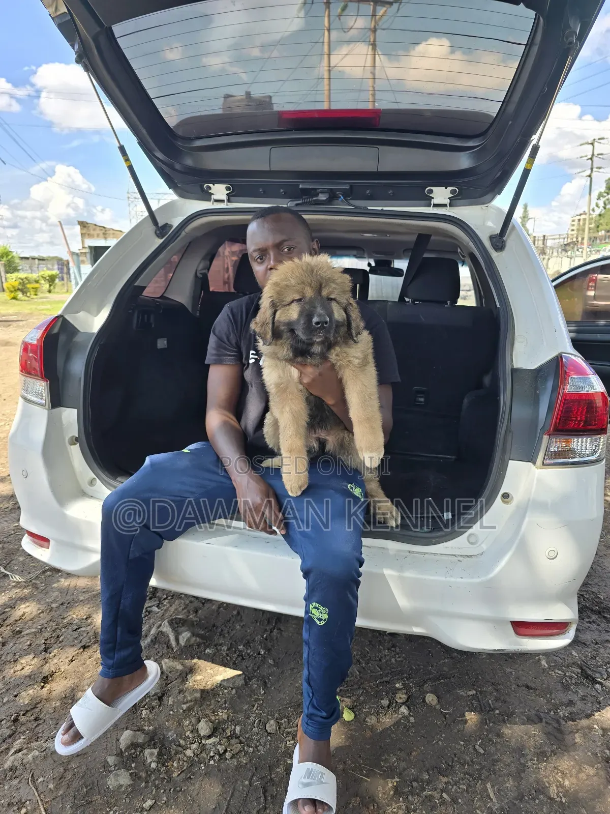 1-3 months Male Purebred Caucasian Shepherd