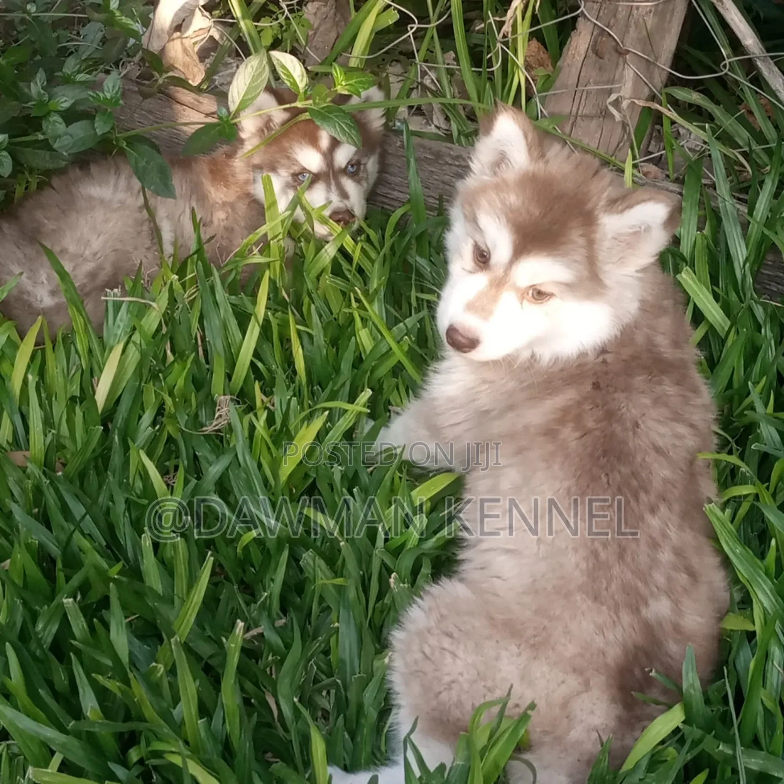 1-3 months Male Purebred Siberian Husky