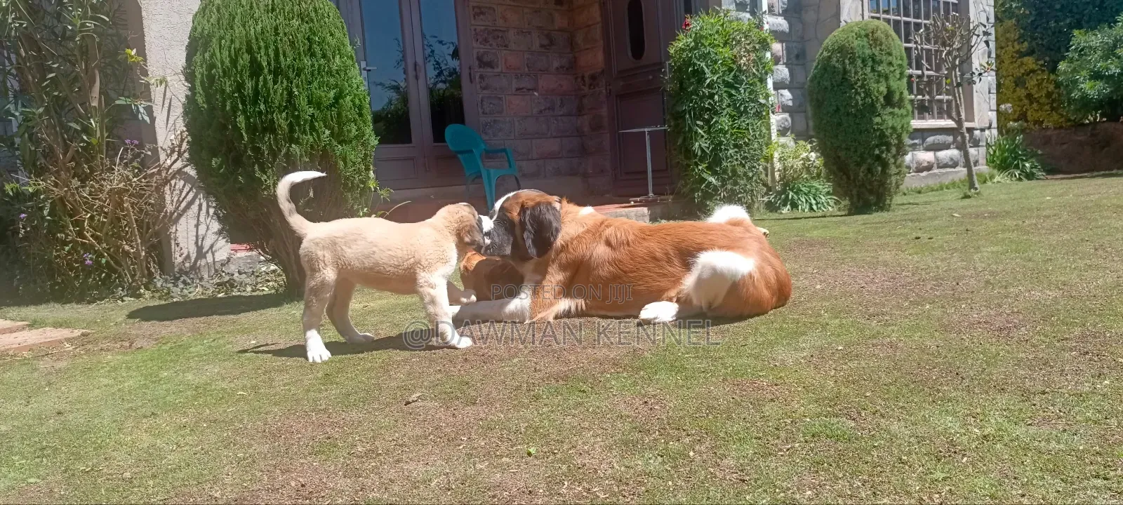 1-3 months Male Purebred Saint Bernard