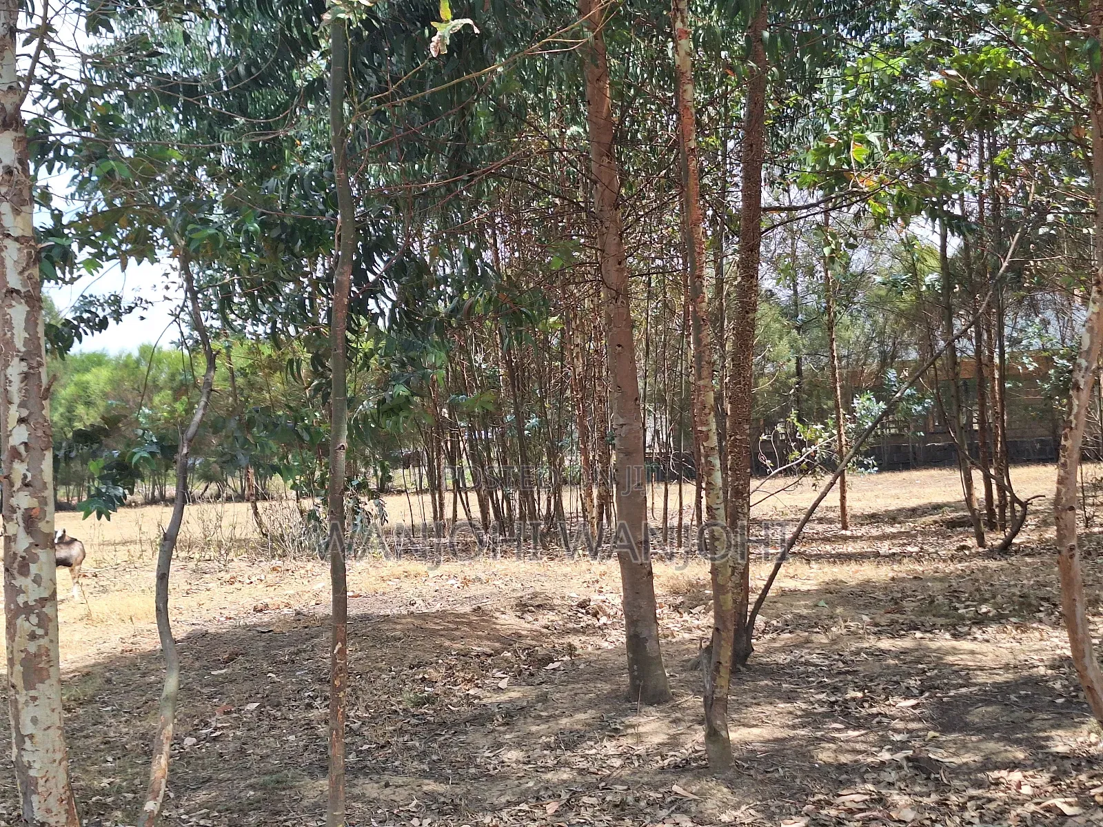1/8 Acre Supreme Plots at Kasuku