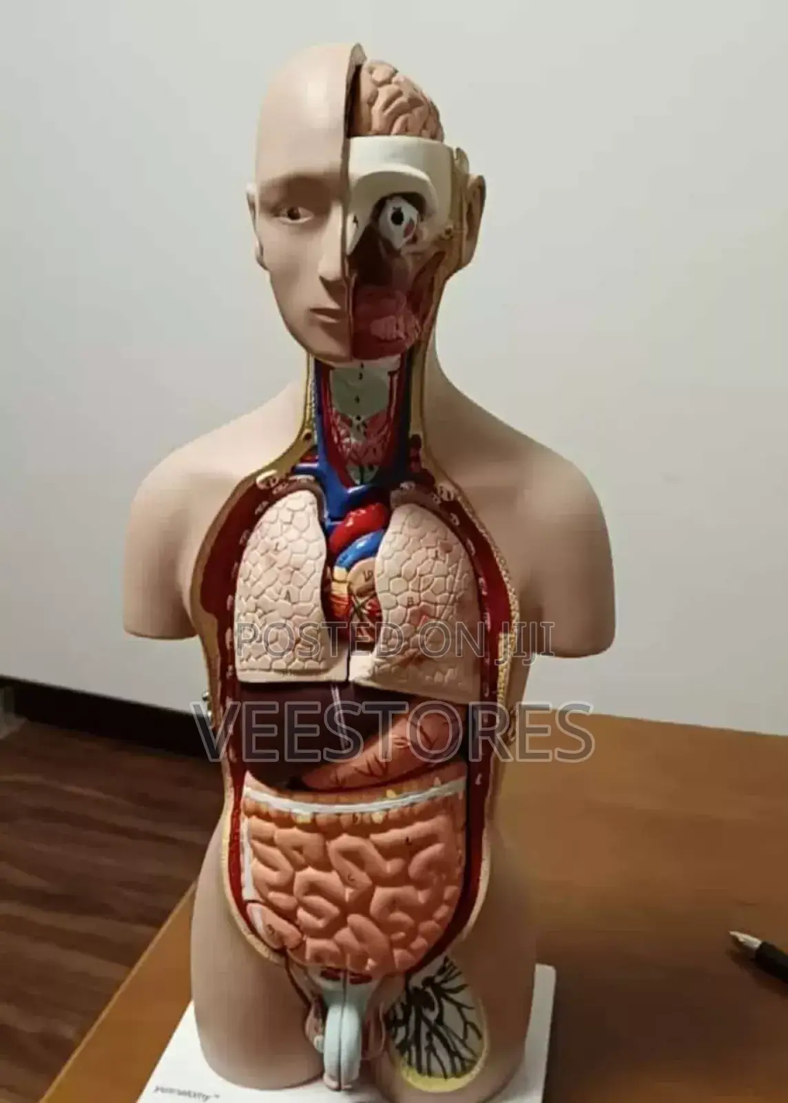 Human Anatomy Model