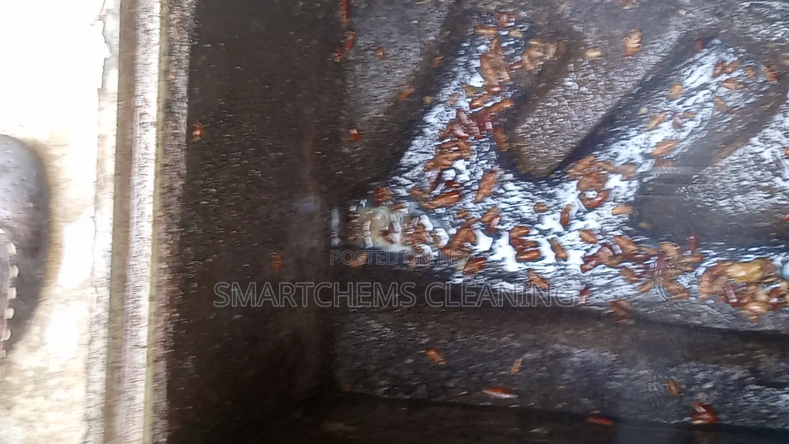 Cockroaches Pesticide