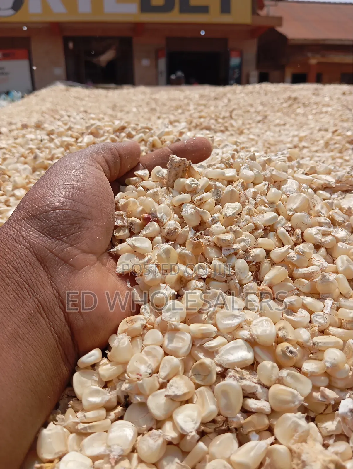 Maize Grains , Whole Maize