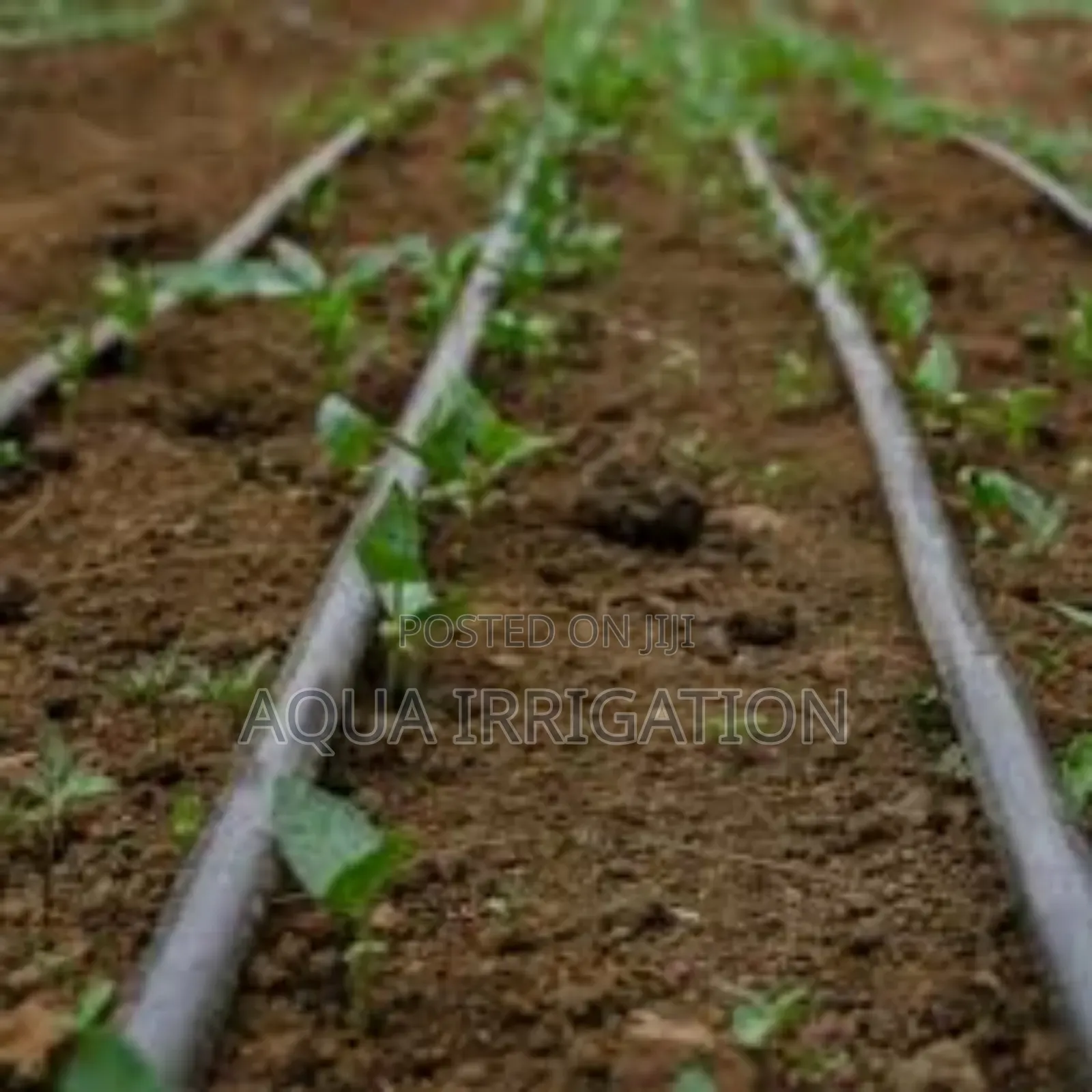 Drip Lines: Smarter Watering, Better Harvests