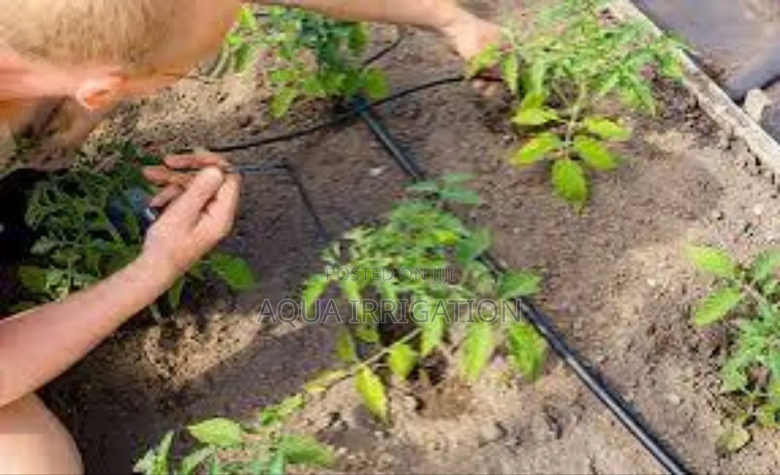 Better Irrigation, Bigger Profits
