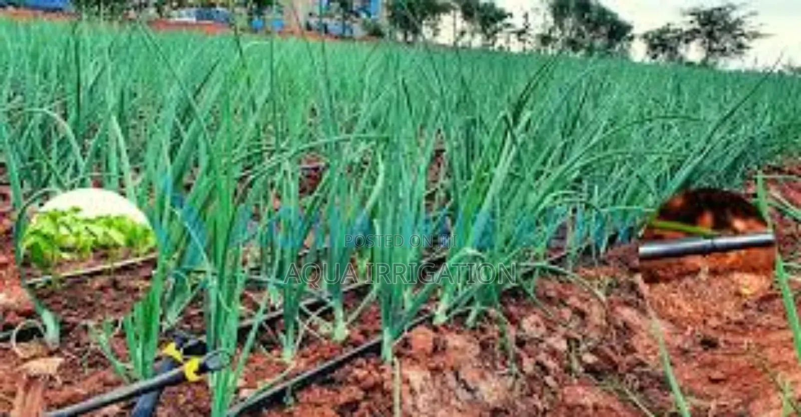 Efficient Watering, Maximum Harvest