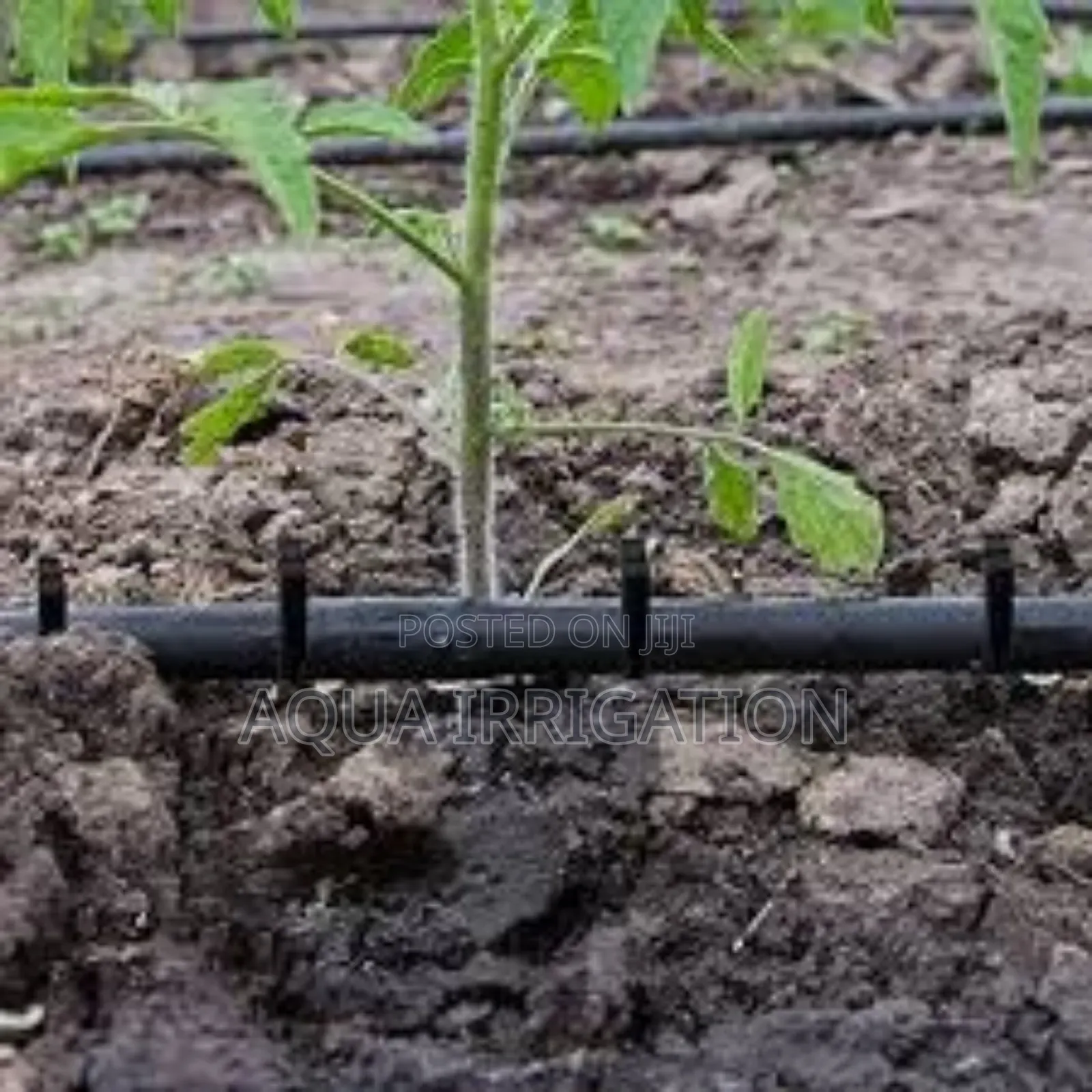 Drip Lines: Efficiency in Every Drop