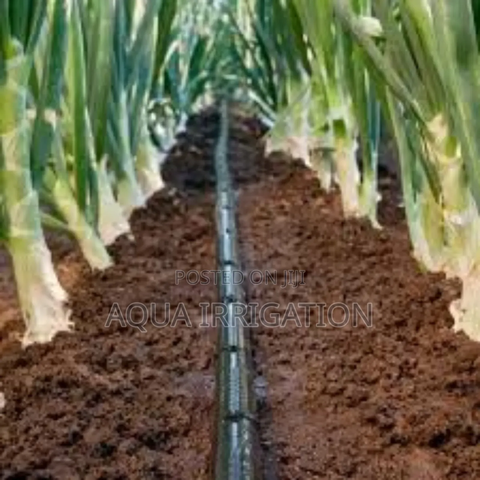 Water Wisely, Harvest More