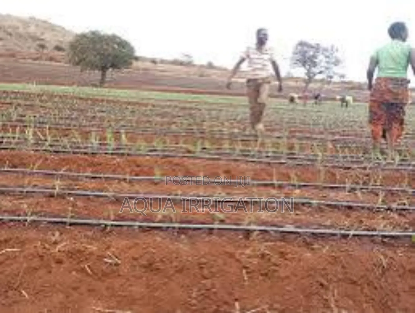 Drip Lines: More Growth, Less Work!