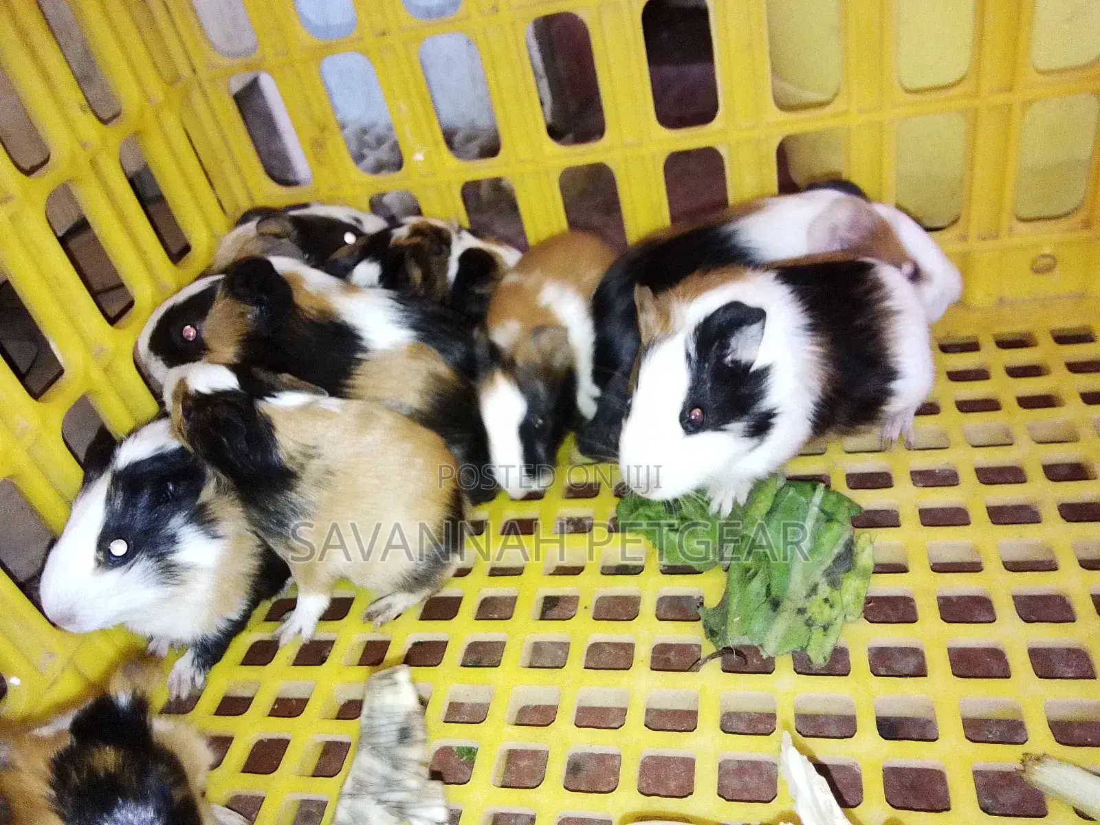 2 to 3 Months Old Guinea Pigs Pets