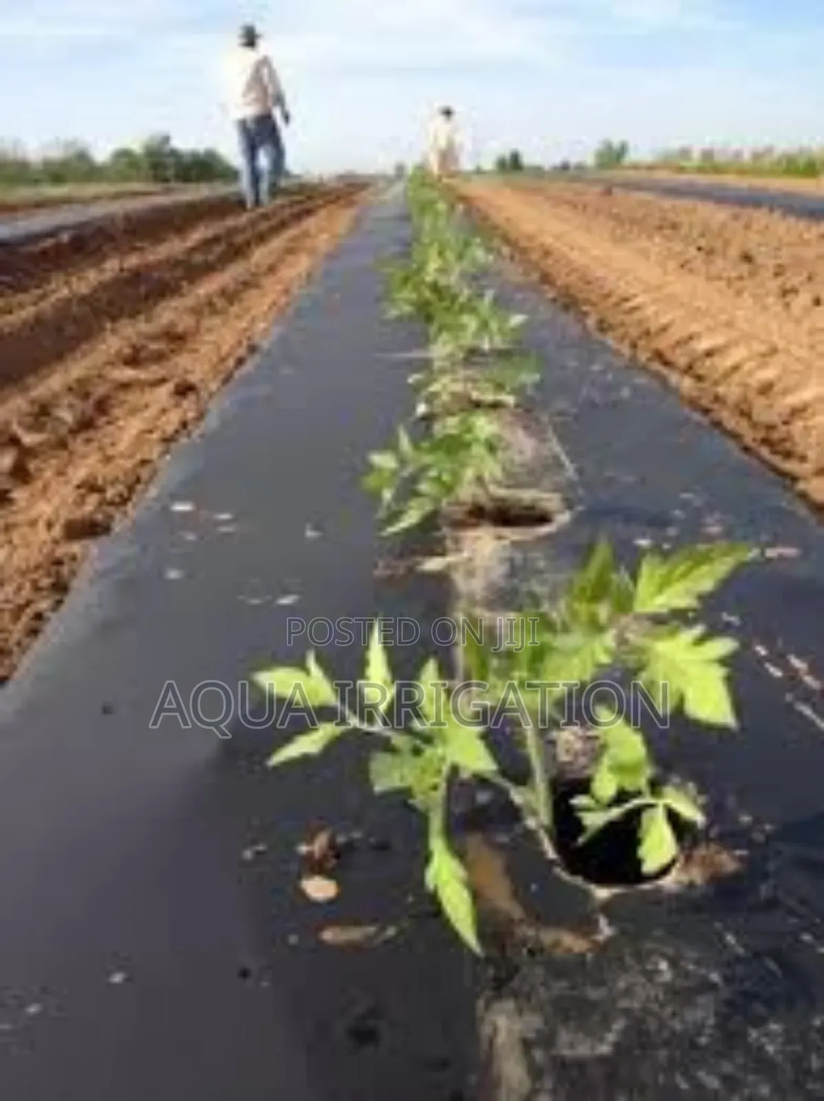 Mulch Film: Boost Crop Health Soil Protection