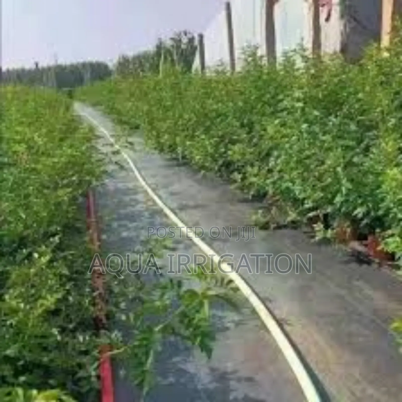 Maximize Growth With Mulch Film