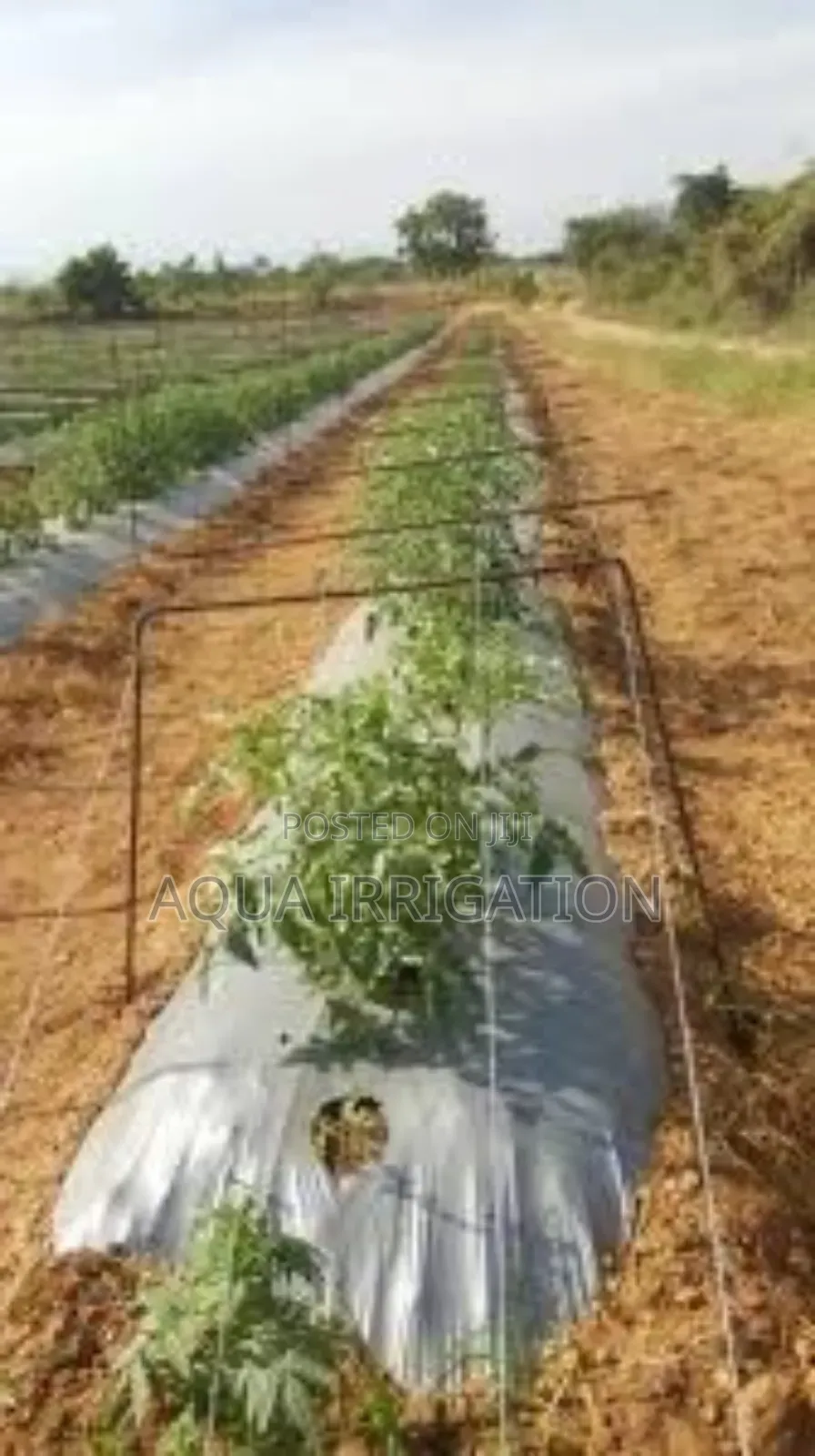 Mulch Film: Protect, Grow, and Save Water!
