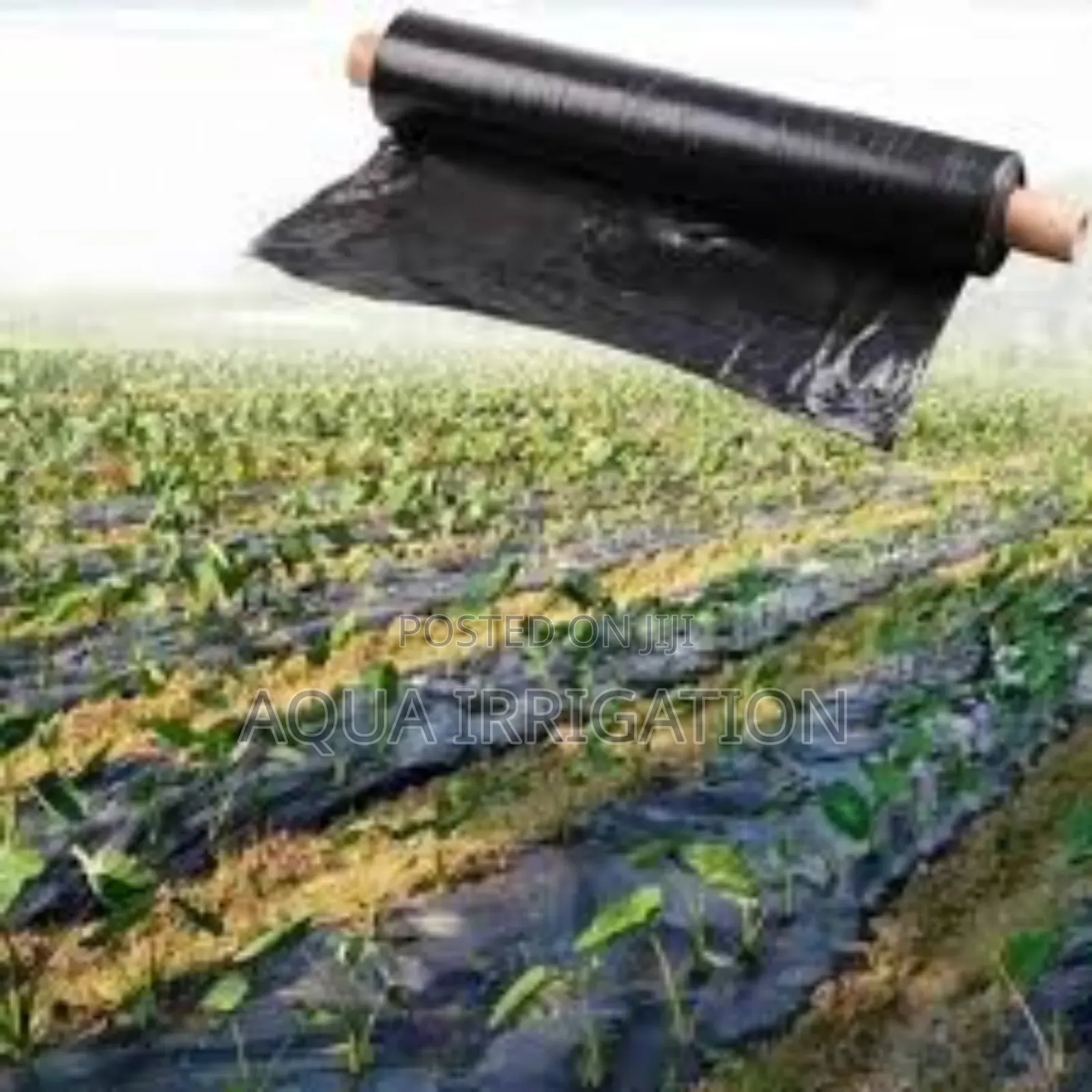 Mulch Film: Shield Soil, Enhance Growth!