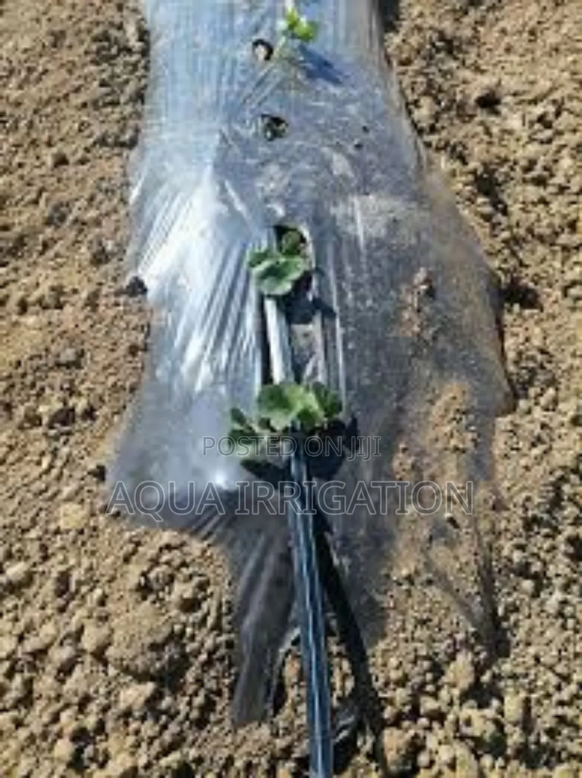 Mulch Film: Retain Moisture, Reduce Weeds