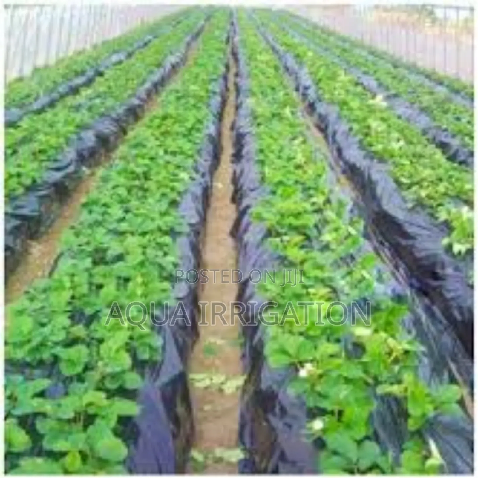 Keep Weeds Away With Mulch Film