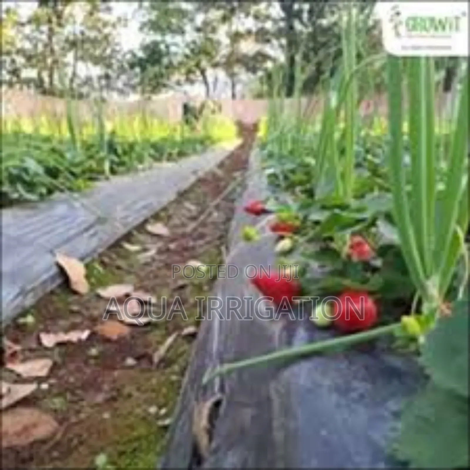 Mulch Film: Preserve Moisture, Prevent Weeds