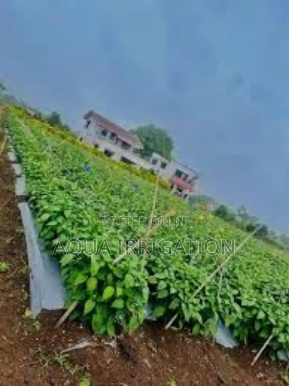 Mulch Film: A Farmer’S Best Friend