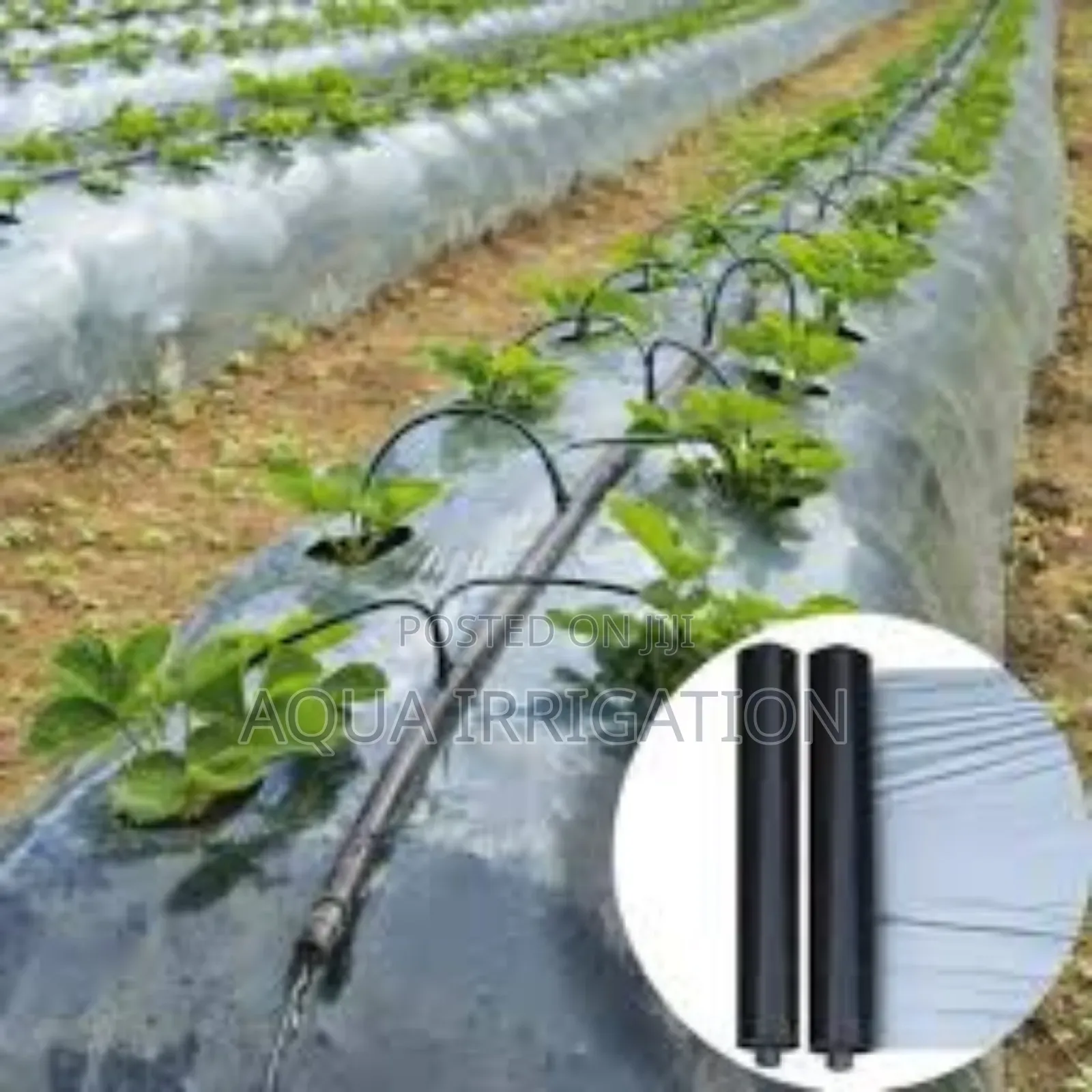 Mulch Film: The Easy Way to Healthy Crops