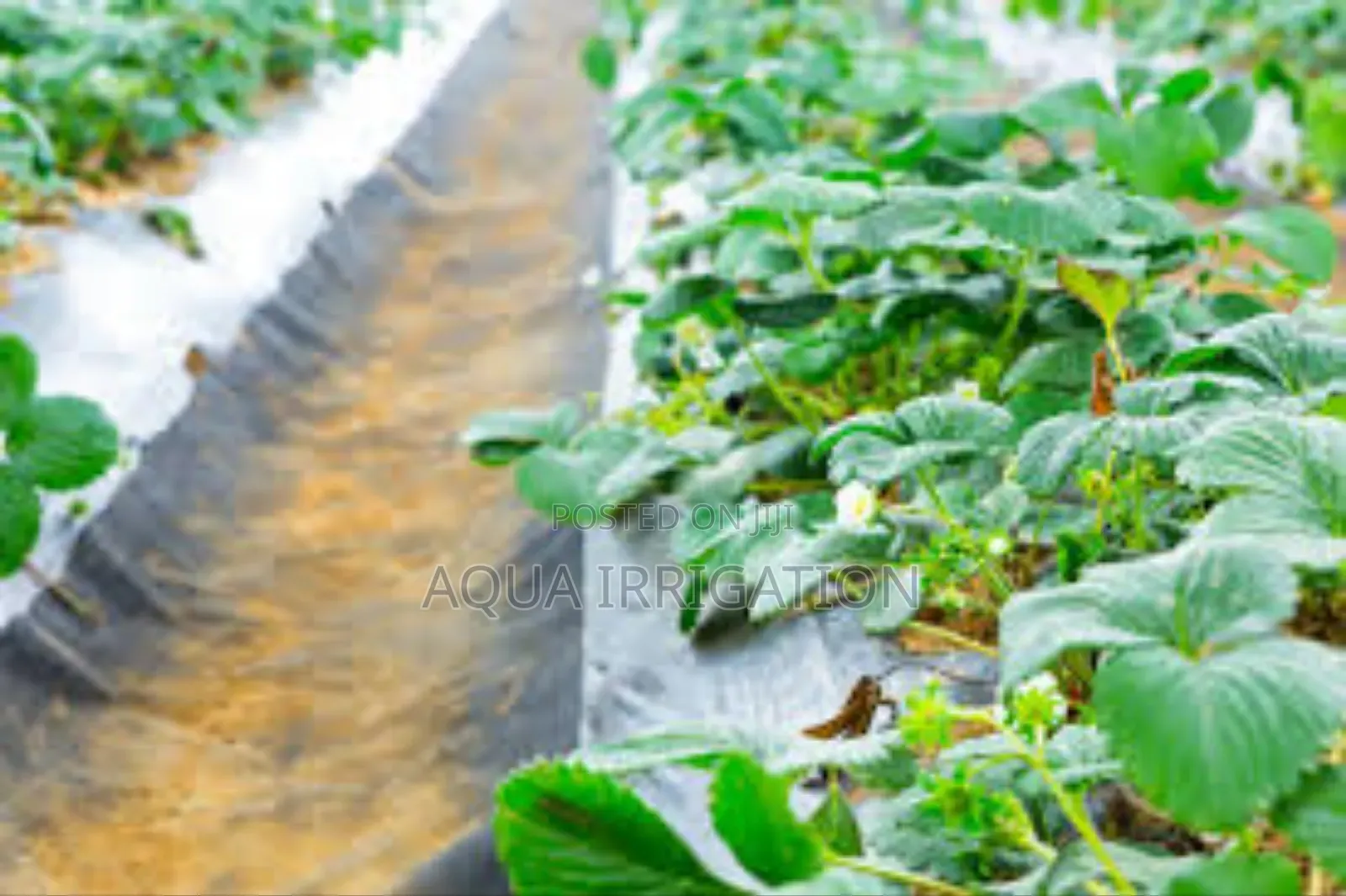 Mulch Film: Your Farm’S Best Investment