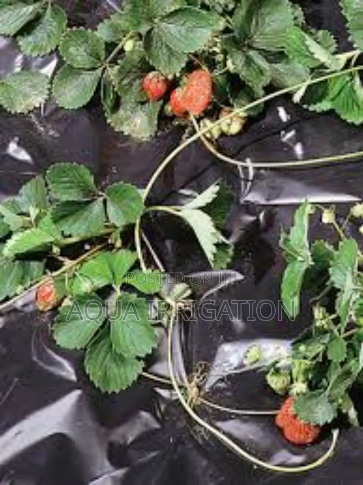 Mulch Film: Water Savings, Bigger Harvests
