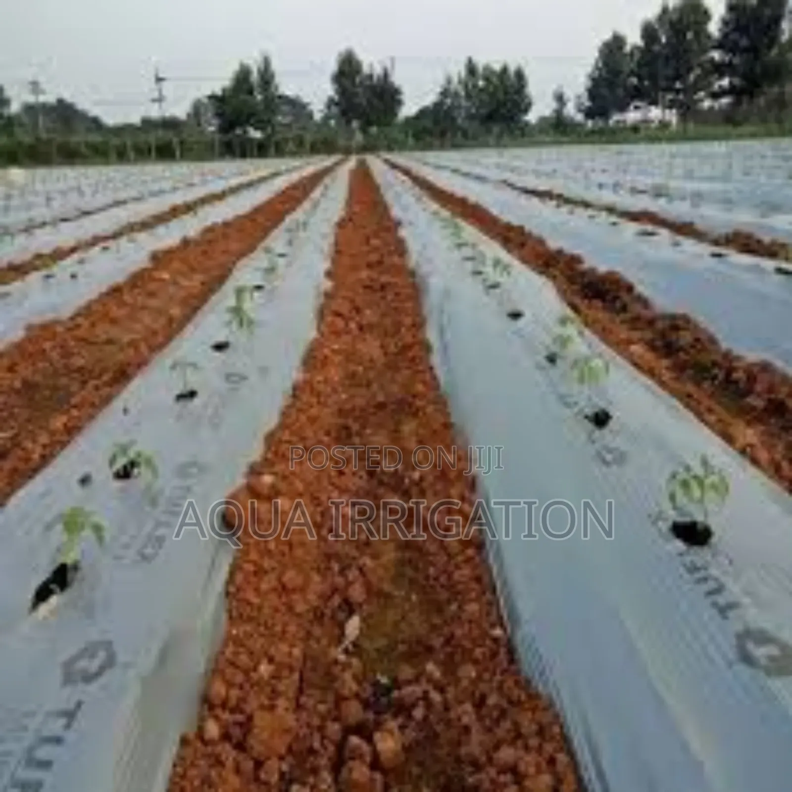 Healthy Soil, Healthy Crops – Mulch Film Works