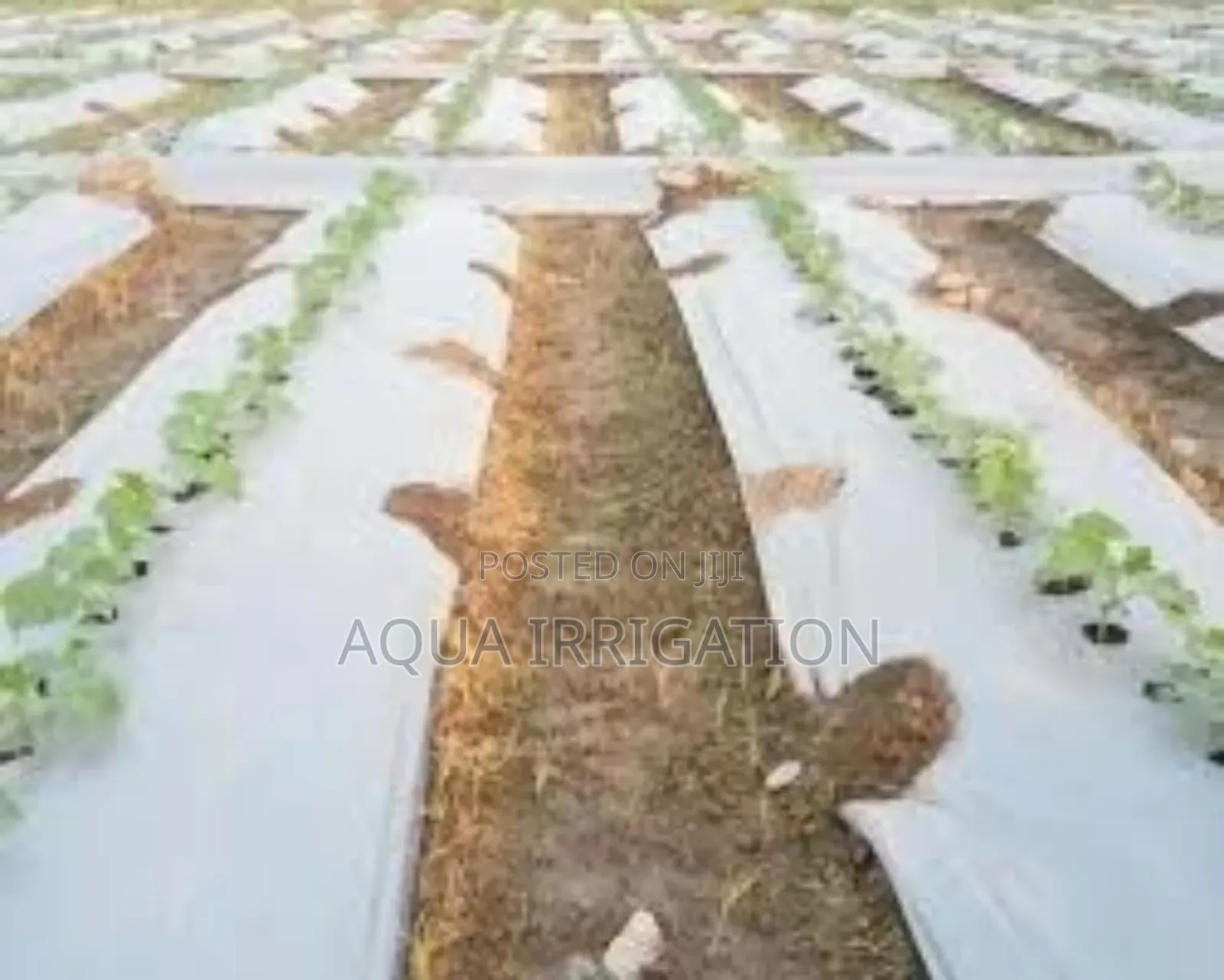 Mulch Film: More Growth, Less Water Waste!