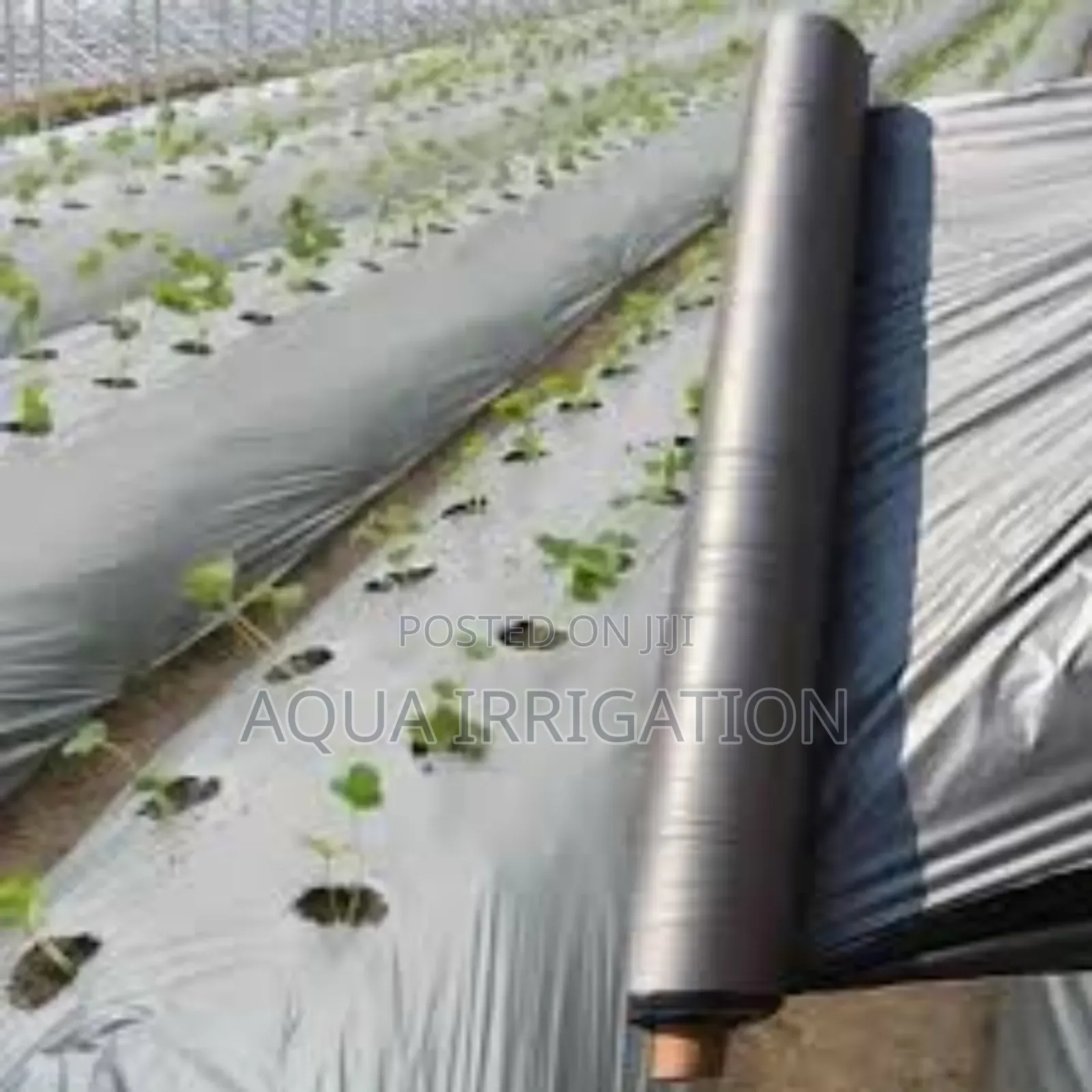 Mulch Film: More Yields, Fewer Weeds!