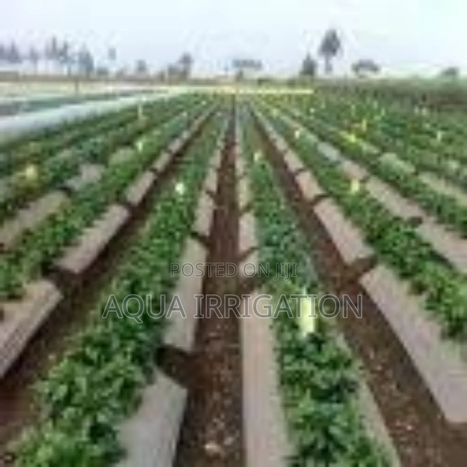 Premium Mulch Film – Less Weeds, More Yield