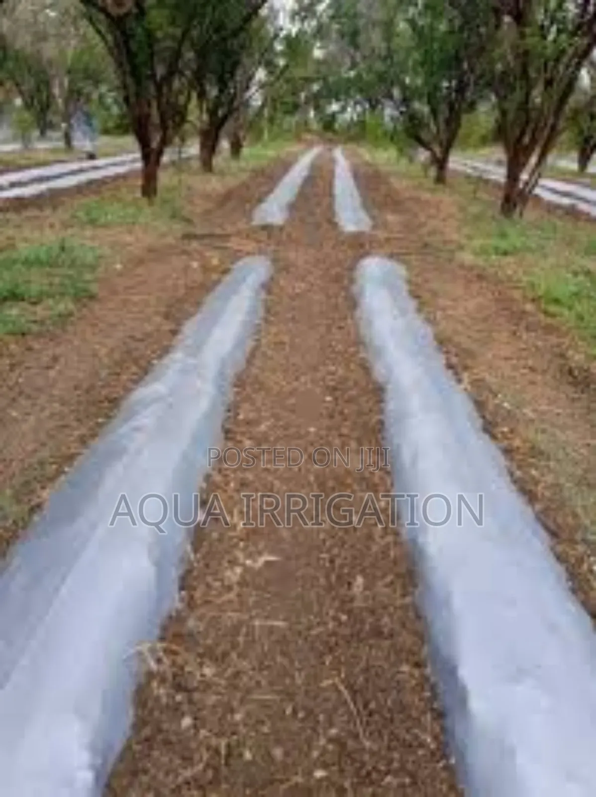 Mulch Film – The Secret to Higher Yields