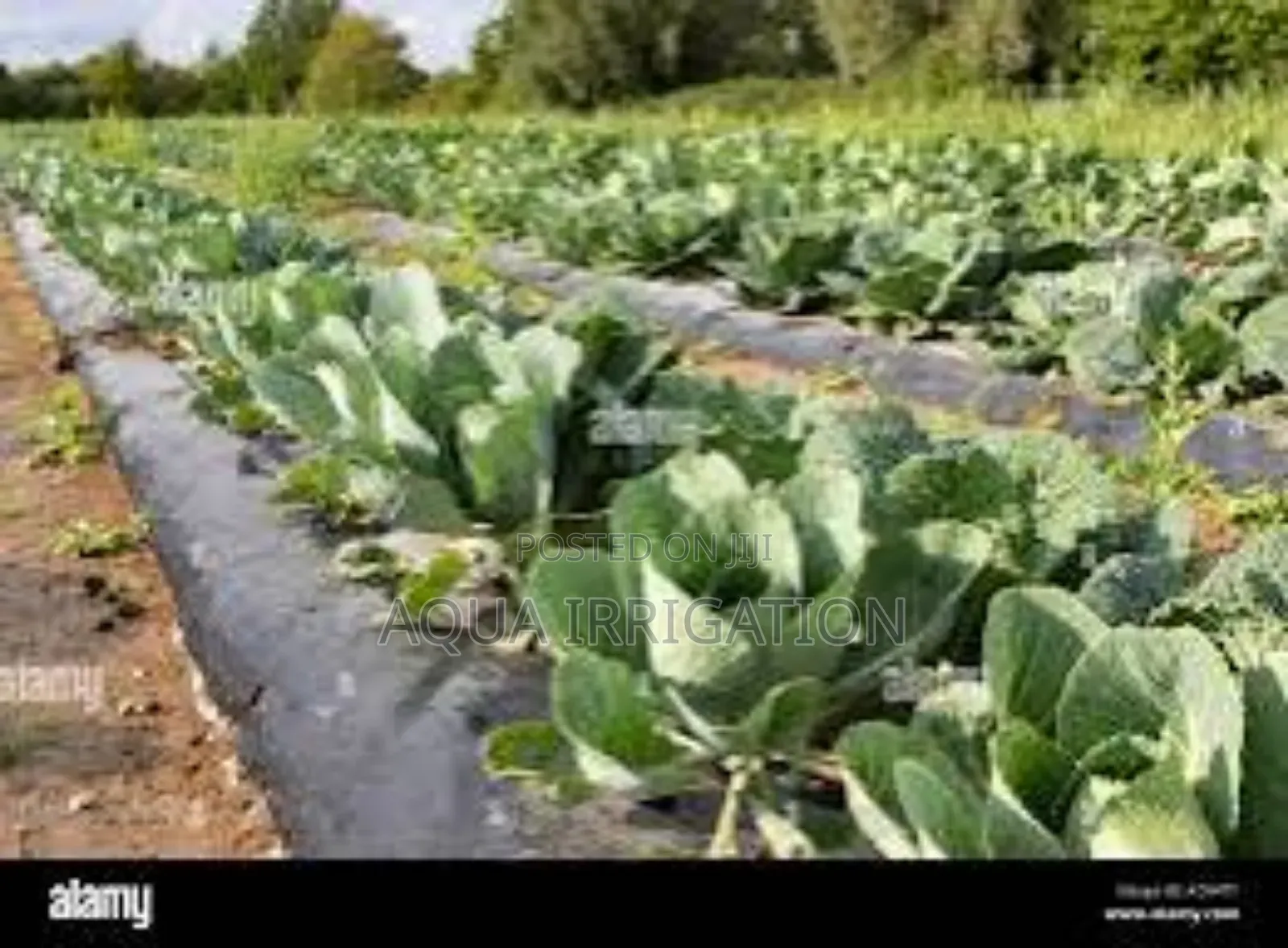 Mulch Film Paper – Less Work, More Harvest