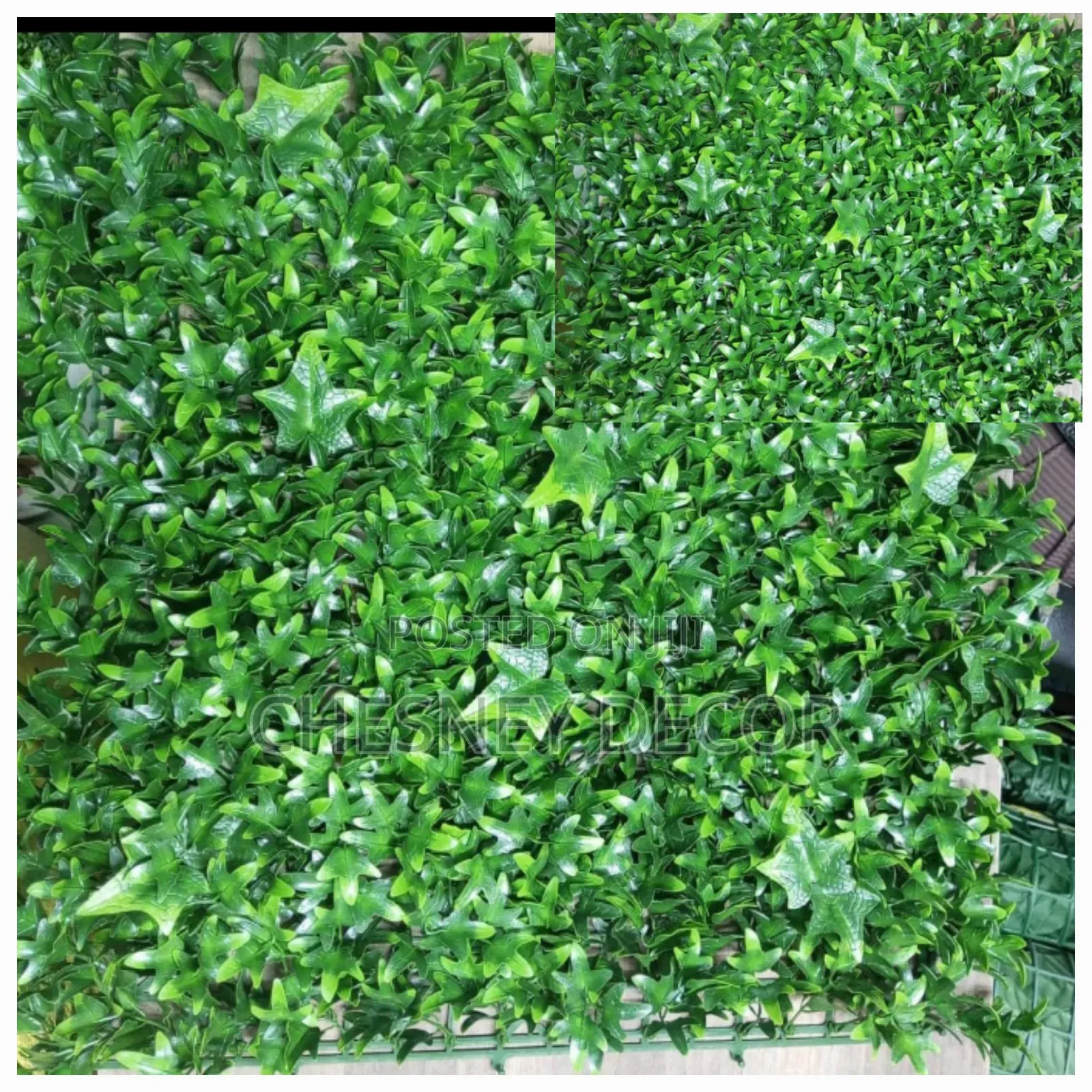 Boxwoodflower for Decoration