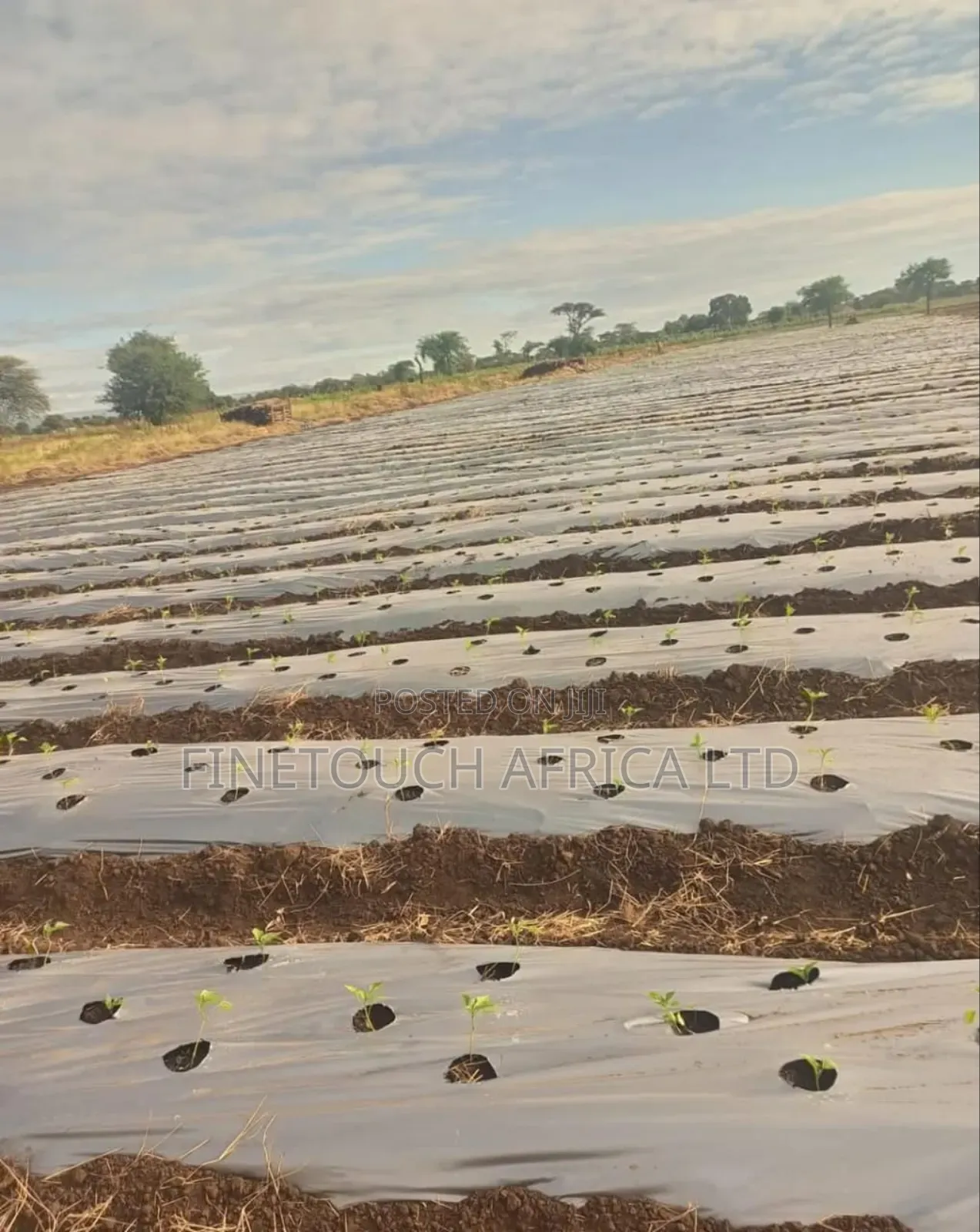 Mulching Paper