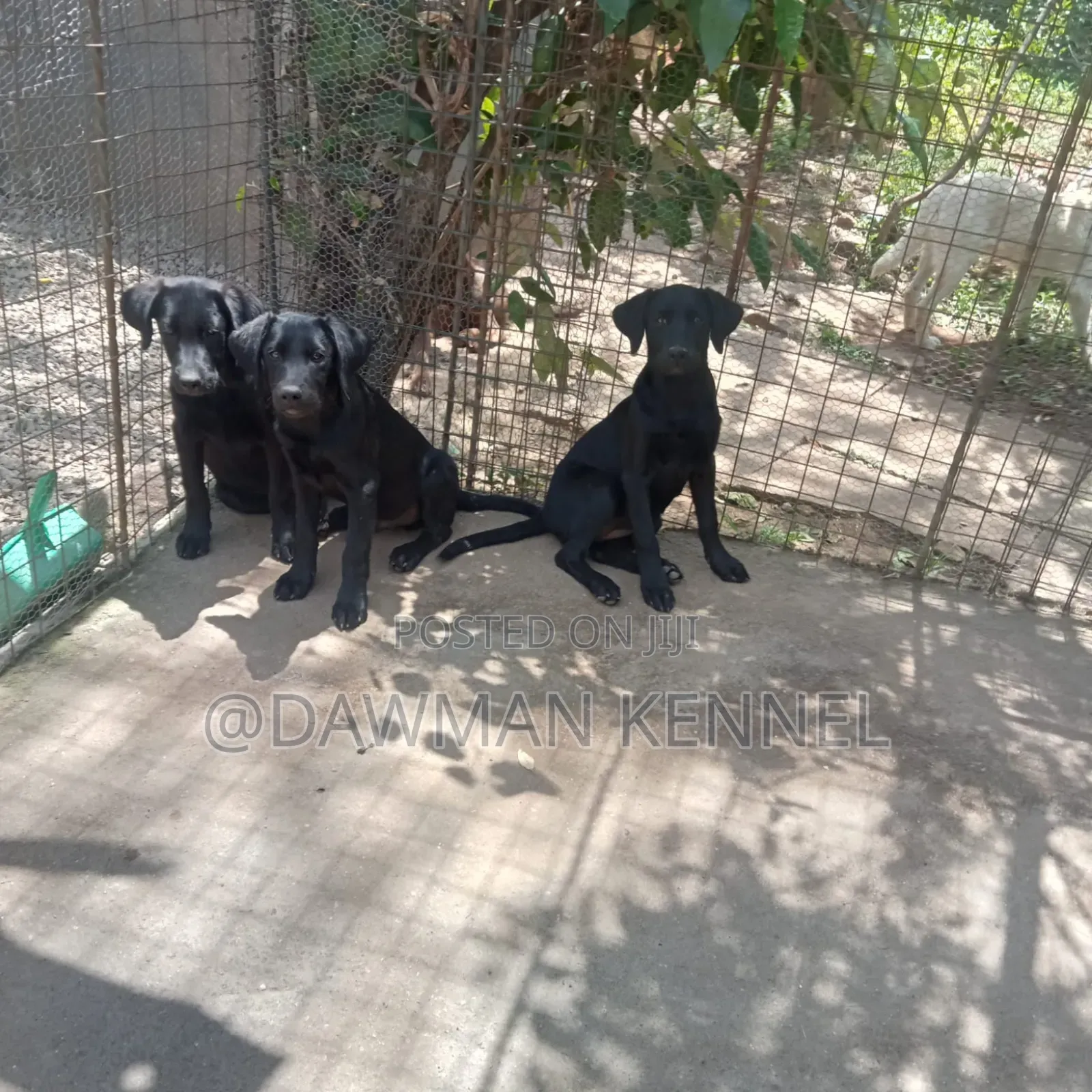 3-6 months Male Purebred Labrador Retriever