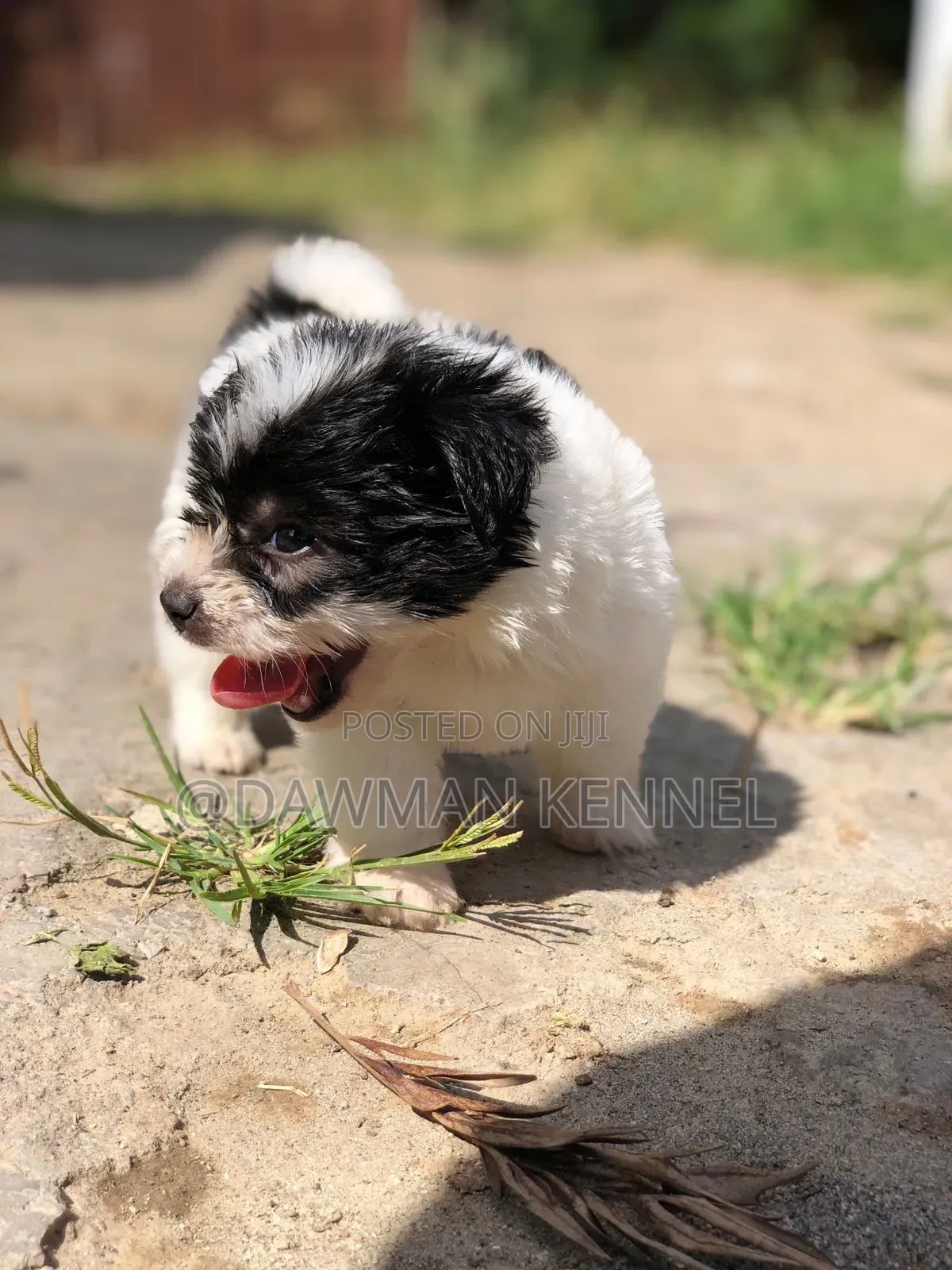 1-3 months Male Purebred Havanese