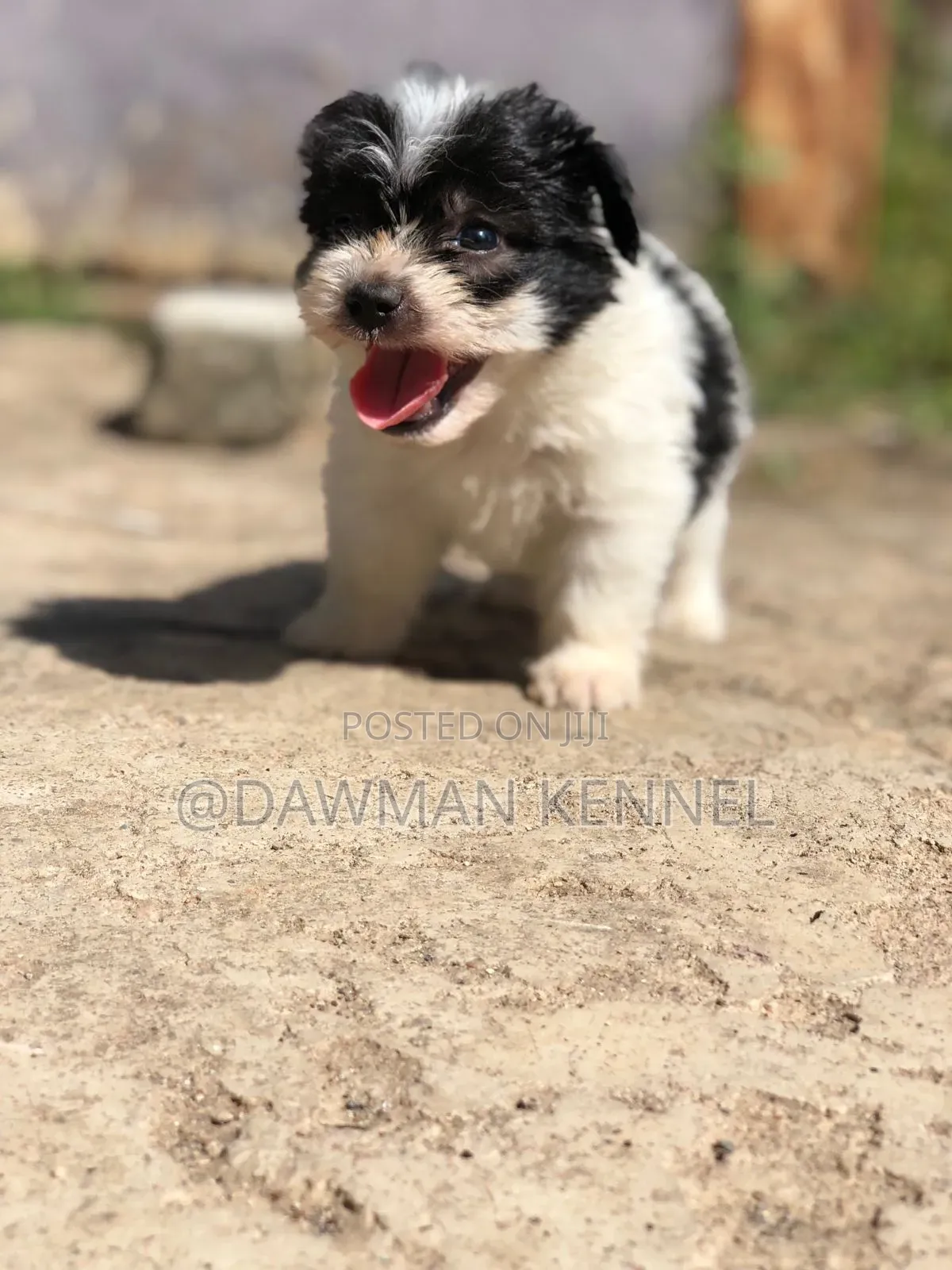 1-3 months Male Purebred Havanese