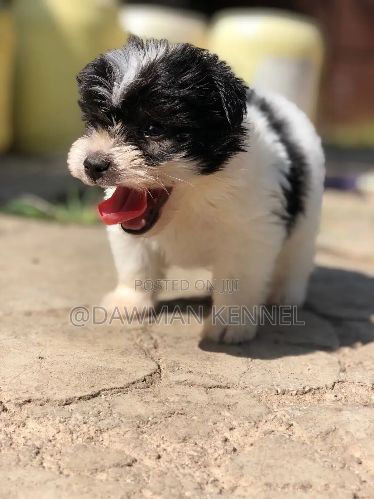 1-3 months Male Purebred Havanese