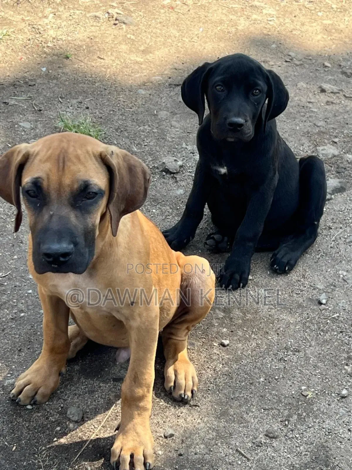 1-3 months Male Purebred Boerboel