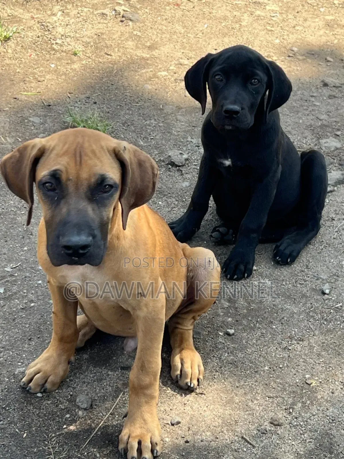 1-3 months Male Purebred Boerboel
