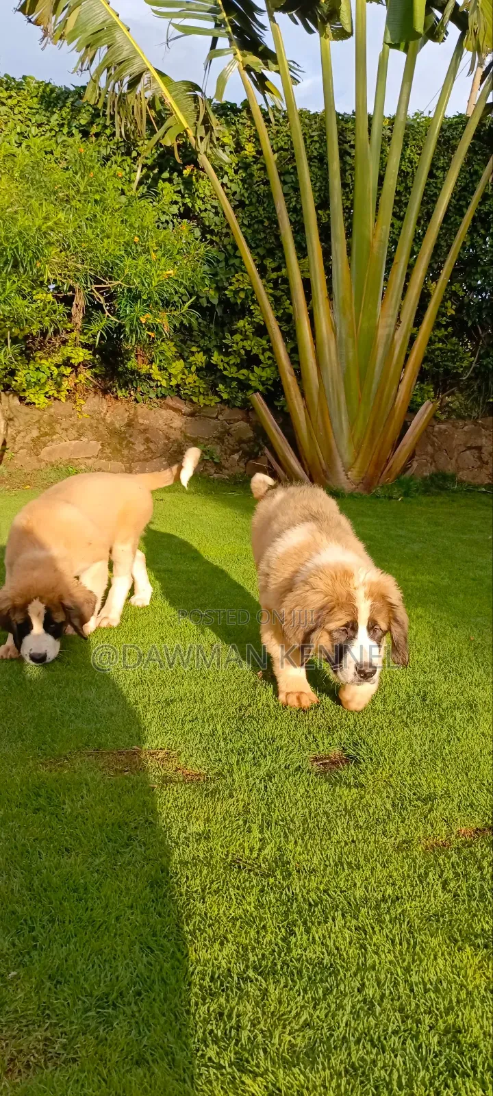 1-3 months Male Purebred Saint Bernard