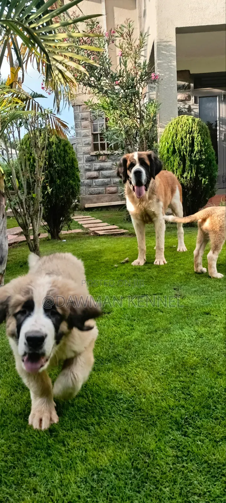 1-3 months Male Purebred Saint Bernard